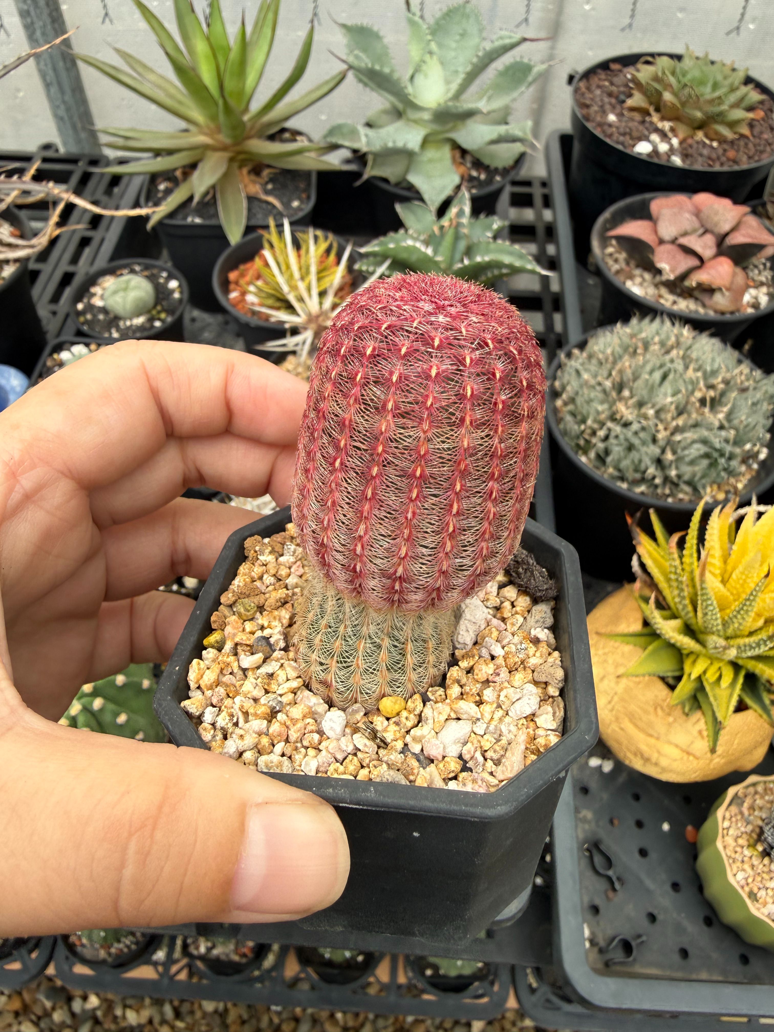 紫太陽（含盆）