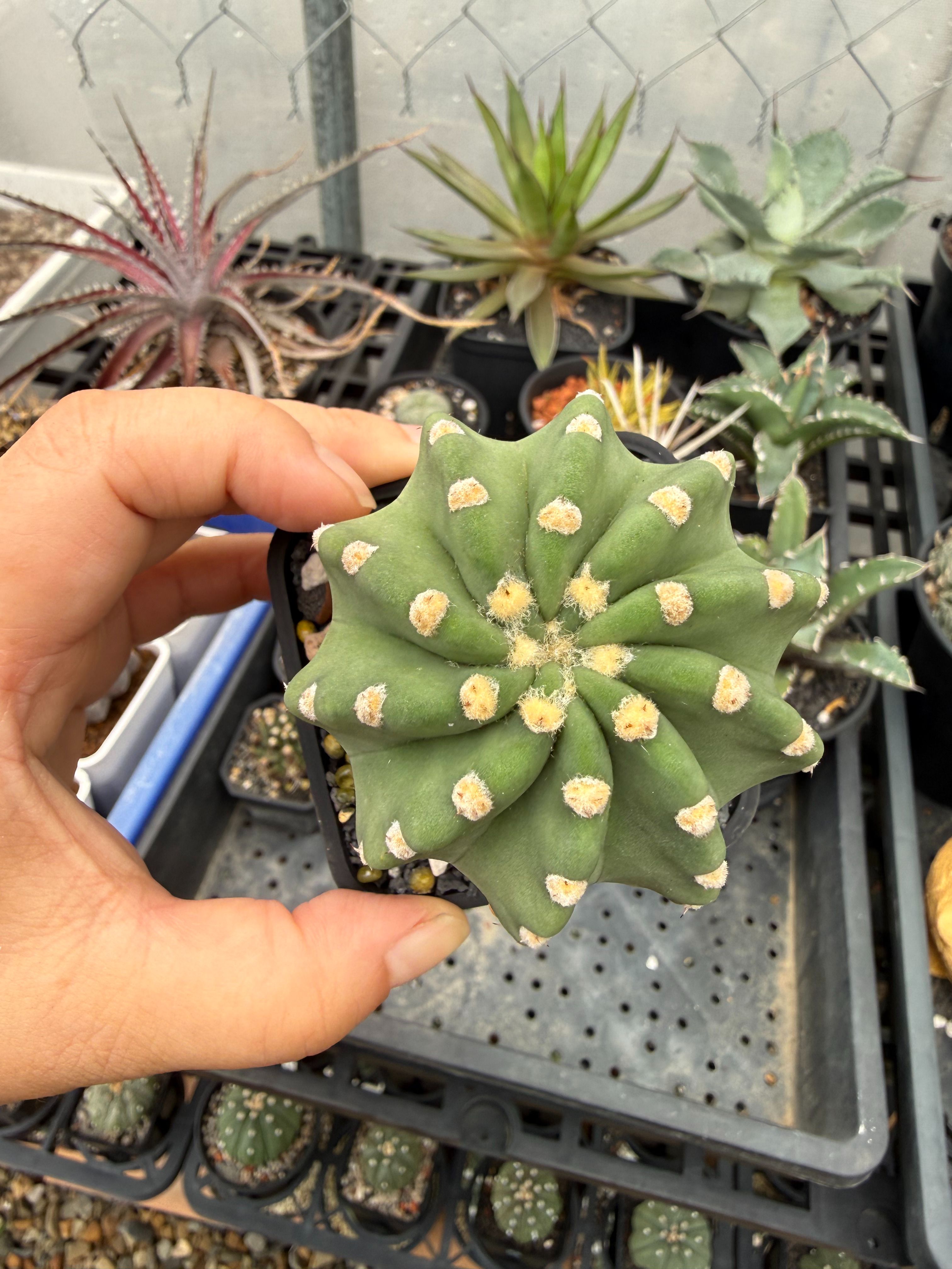 中心旋轉的短毛丸含盆寄