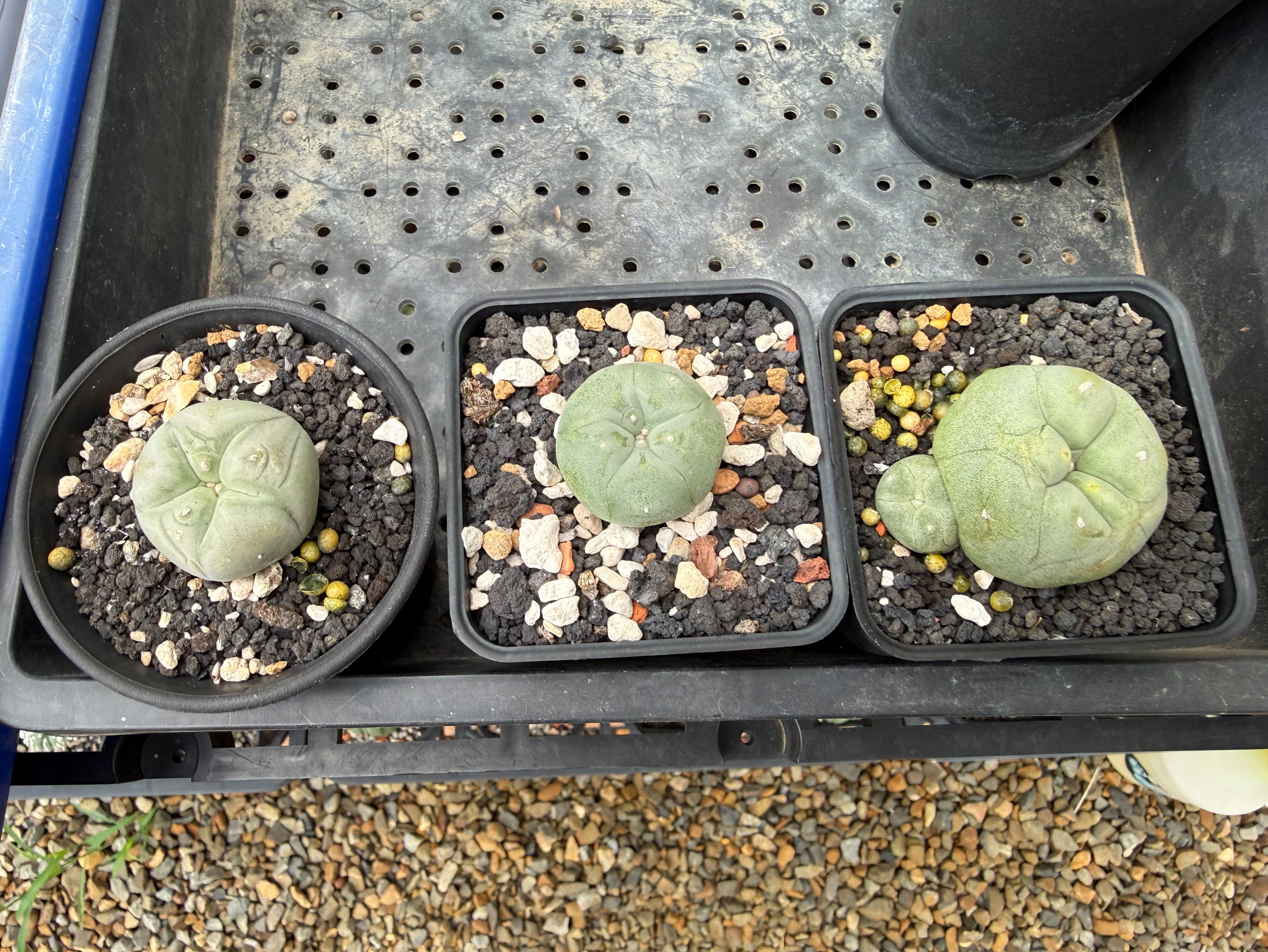 銀冠玉或翠冠玉含盆