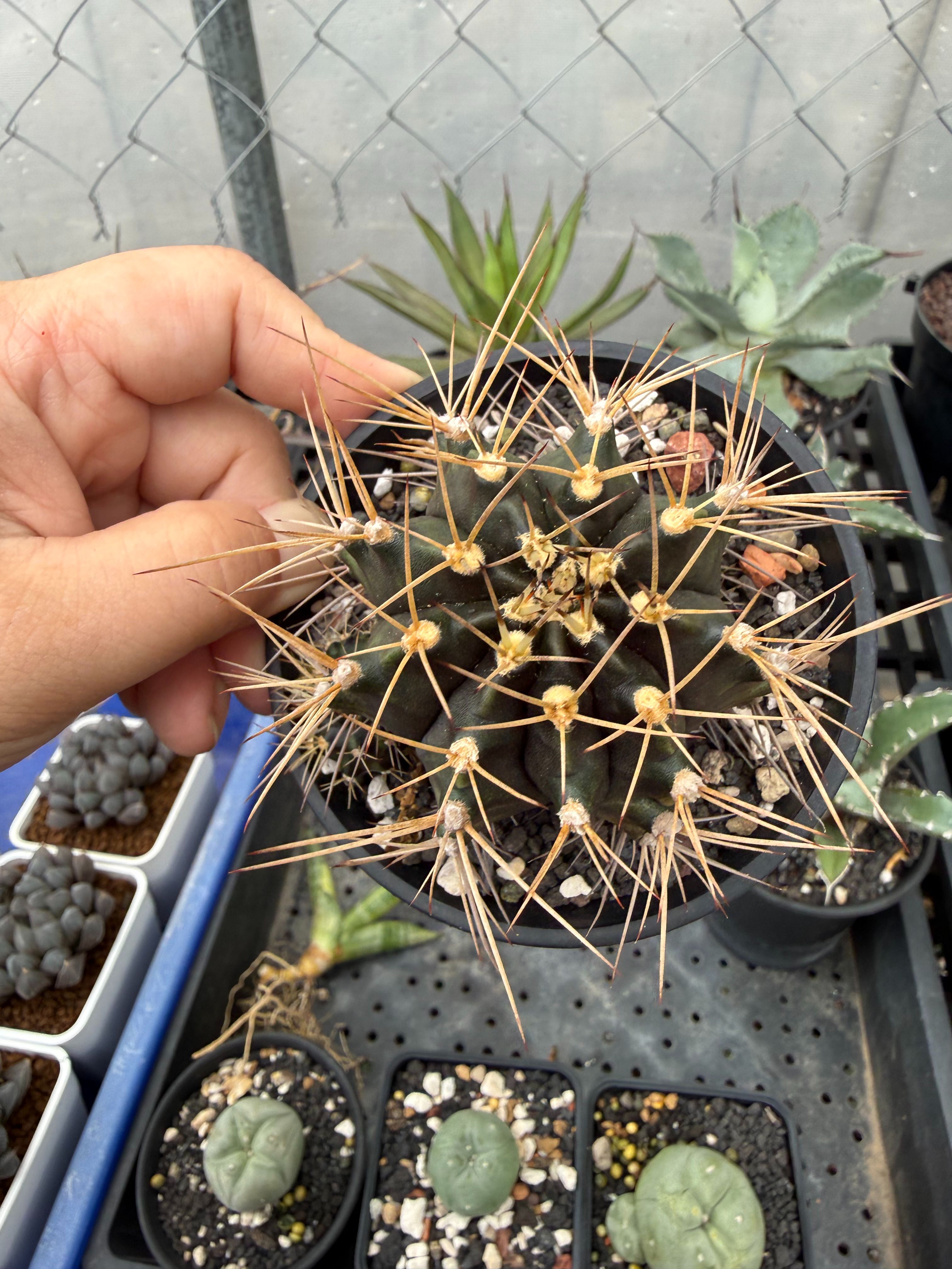 G屬不知道什麼仙人掌帶側芽含盆