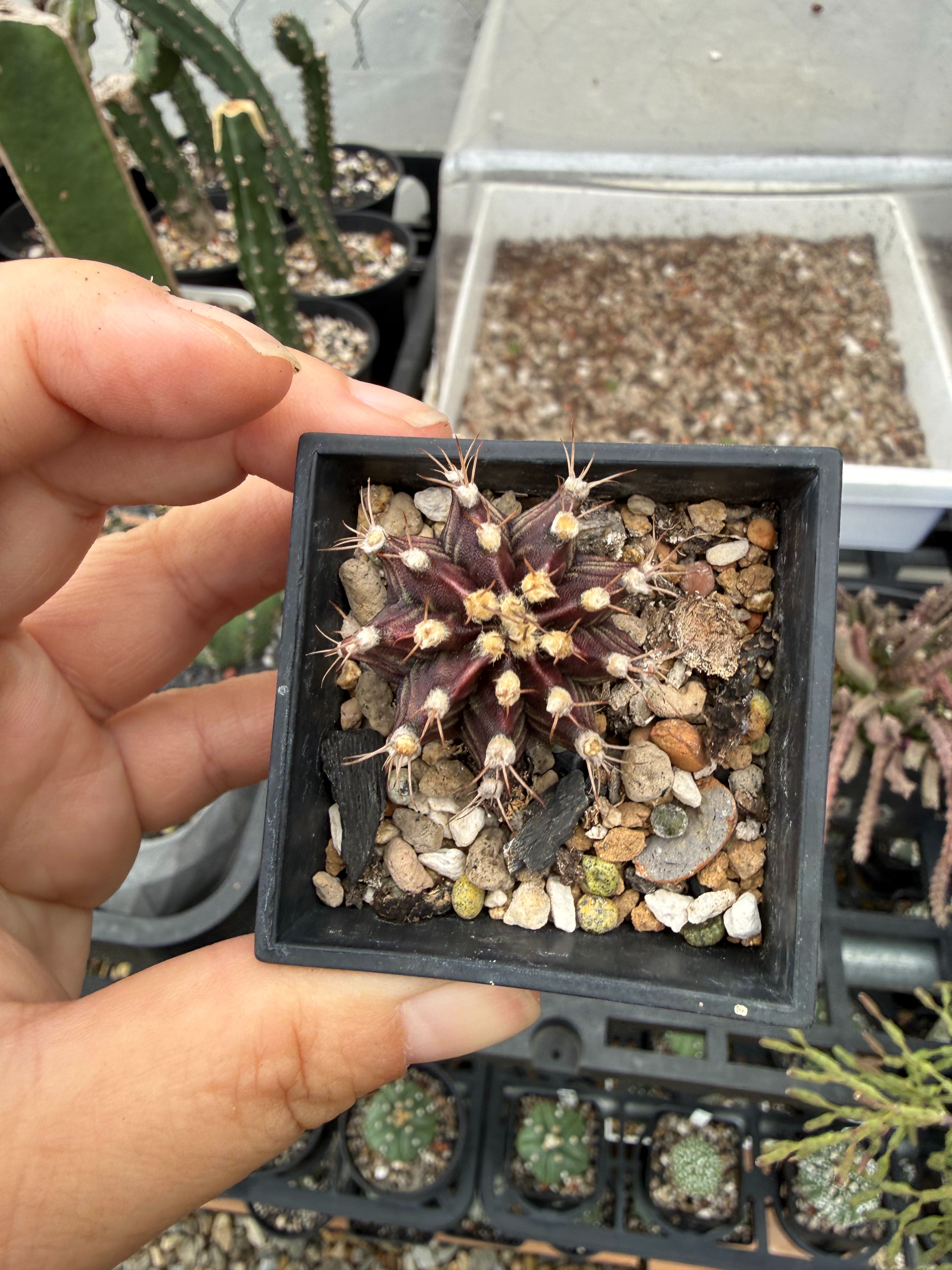 紫紅色的緋牡丹