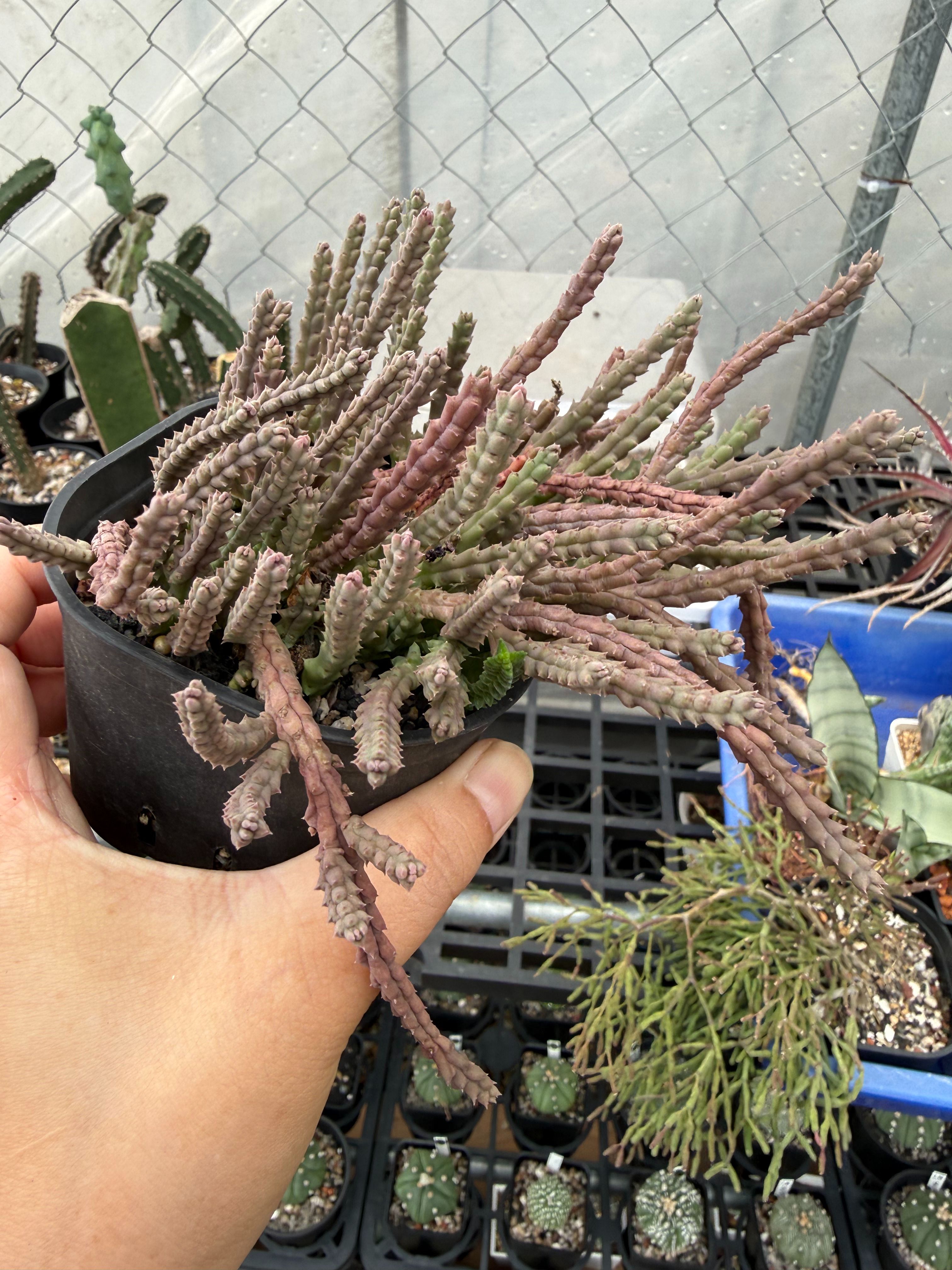 不知道什麼東西