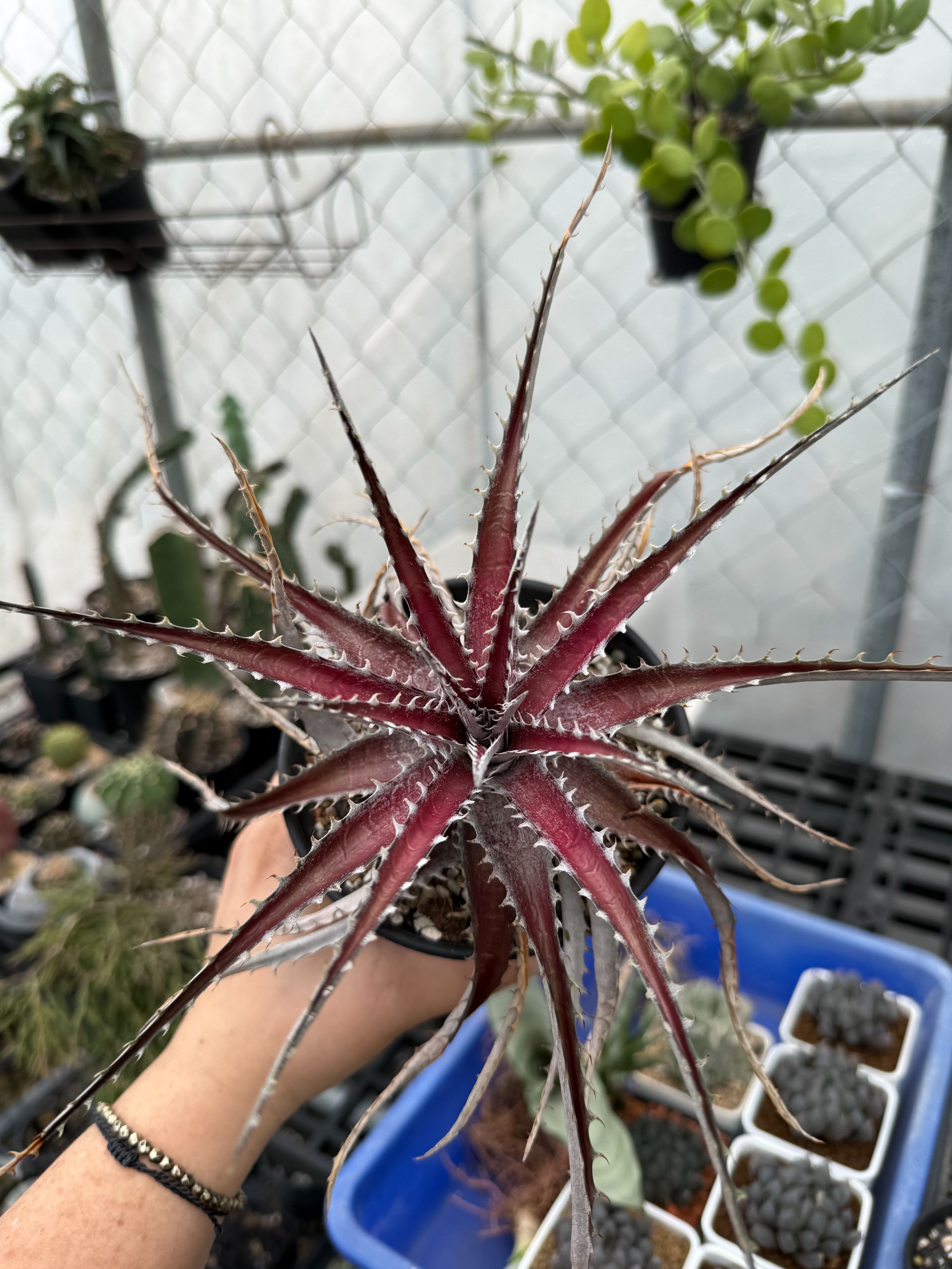 亞利桑那沙漠鳳梨