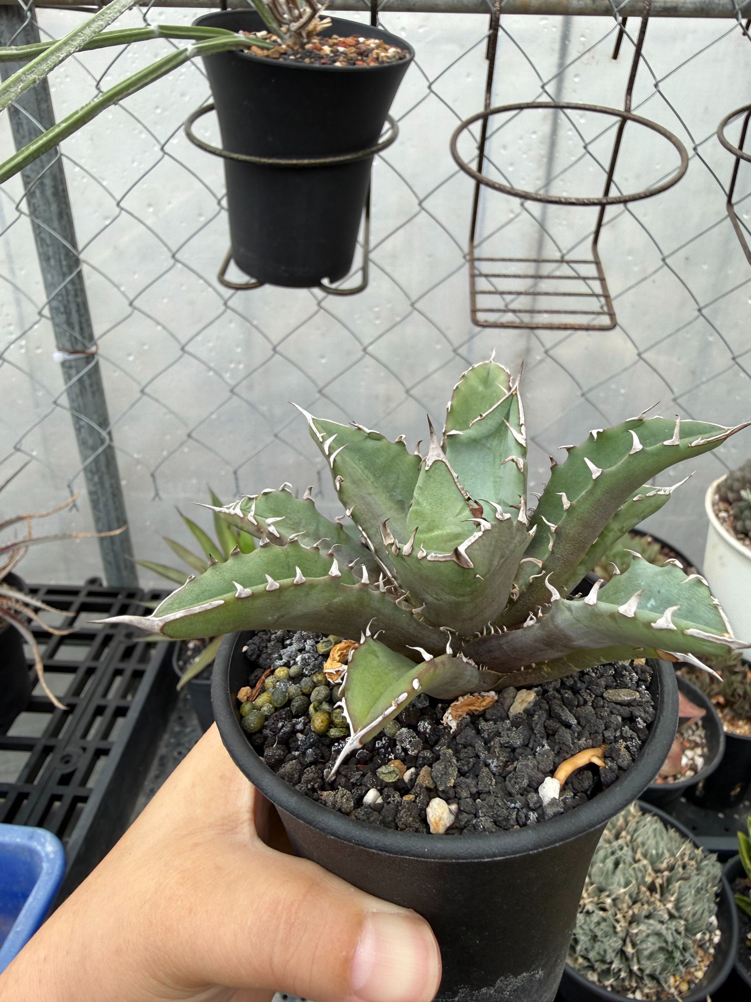 不知道什麼名字的嚴龍所以亂賣