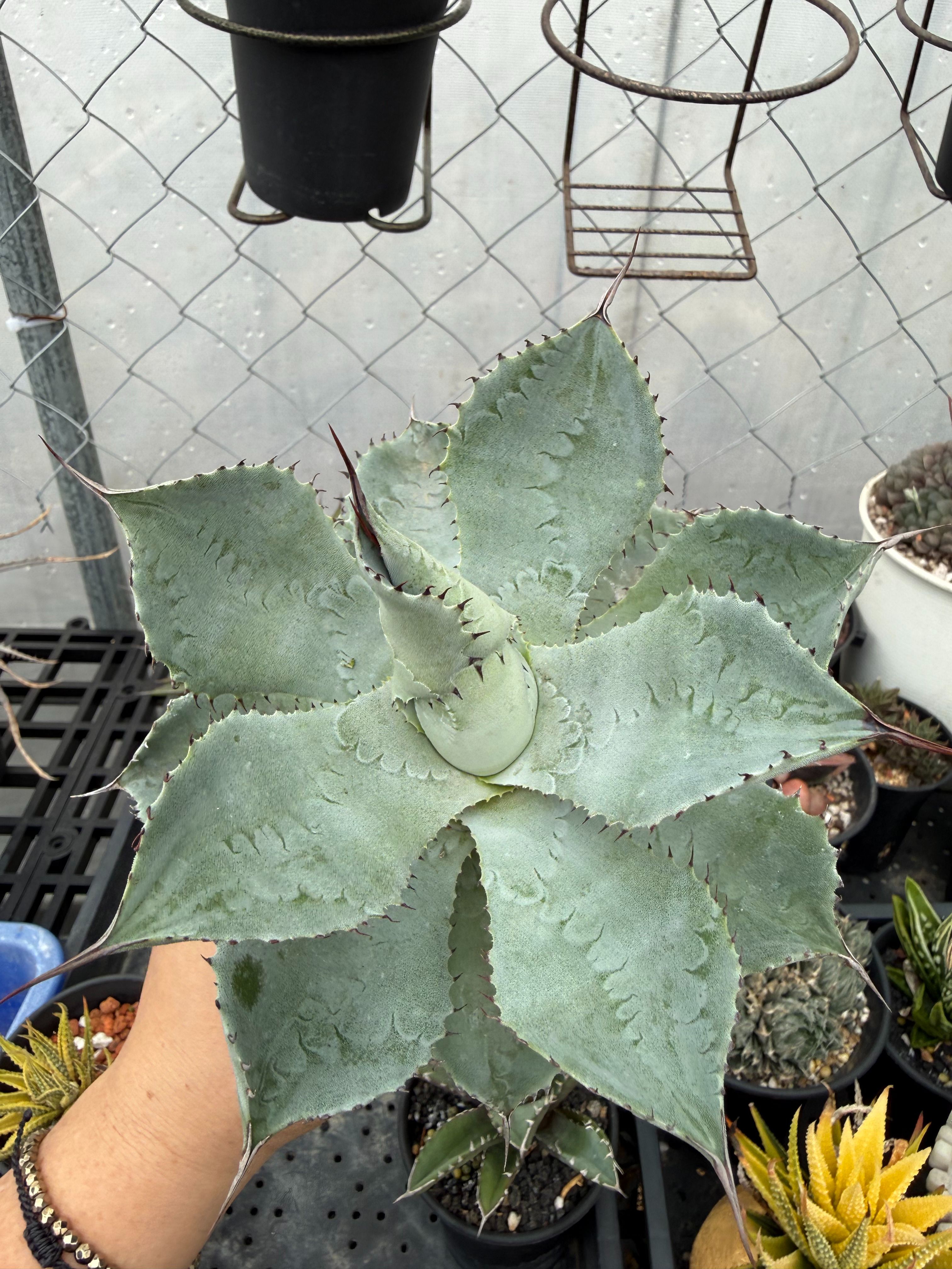 好像是三宅雷神