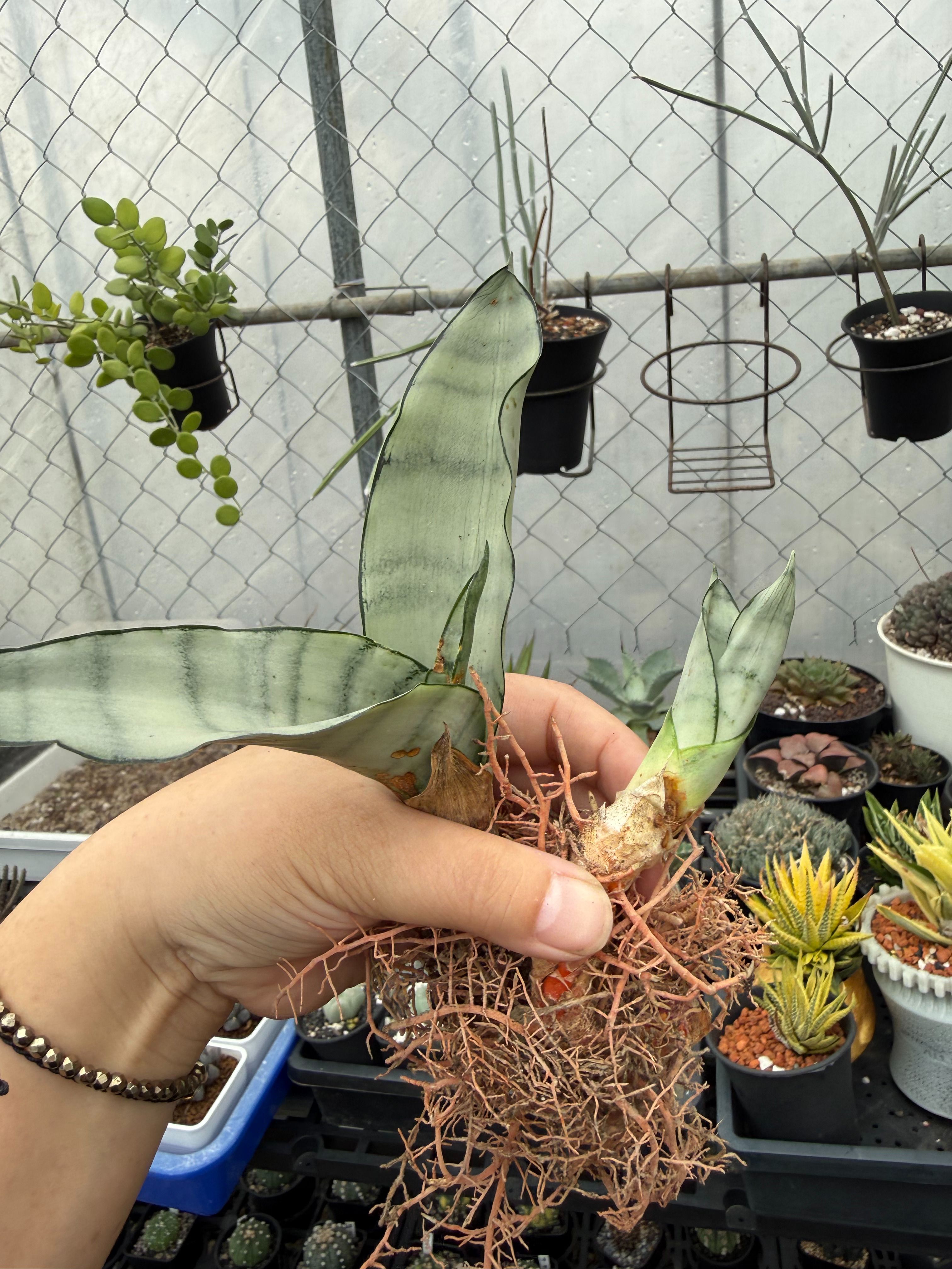 銀后側芽兩個一起