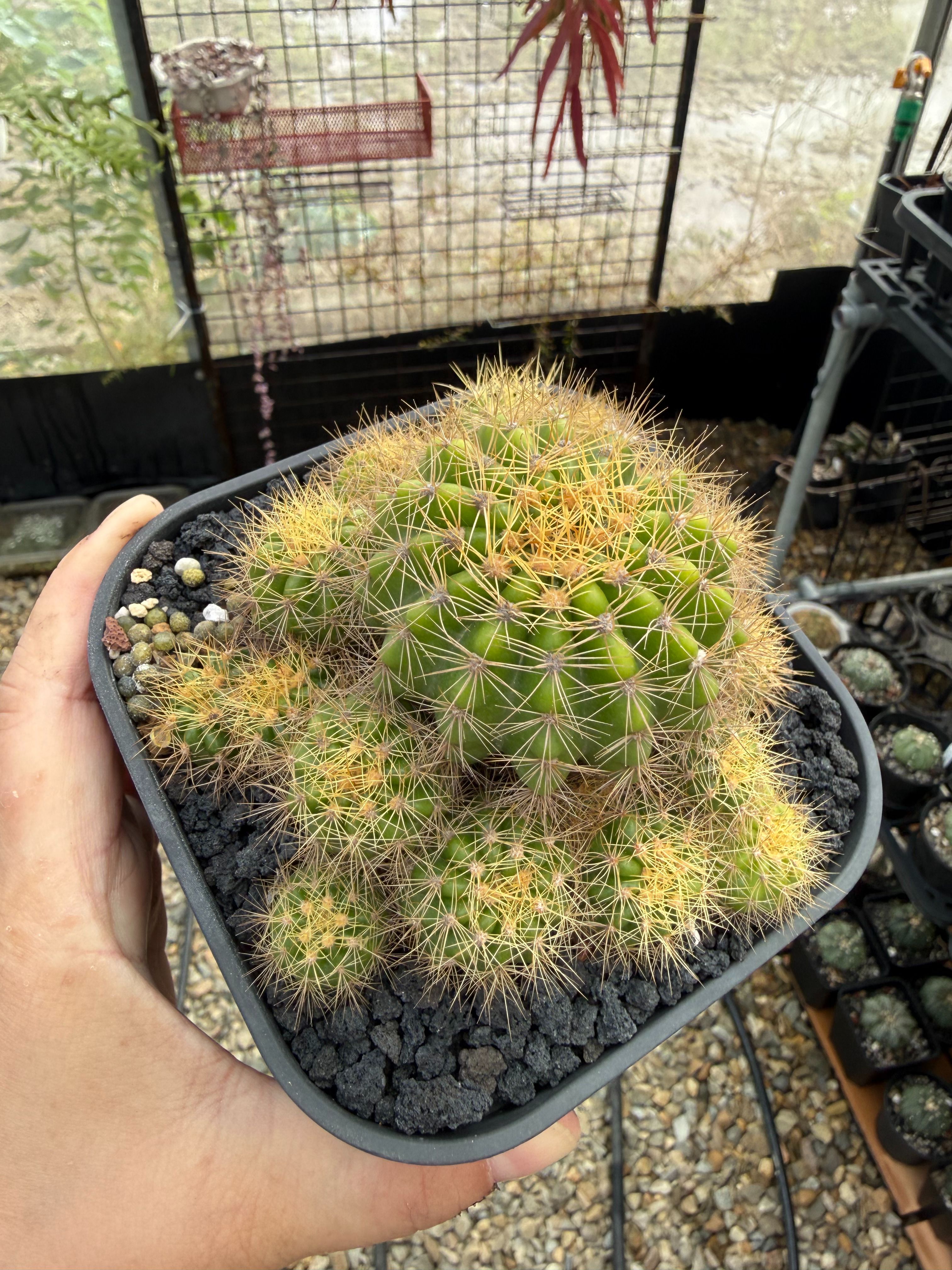 金盛丸（開過花了）