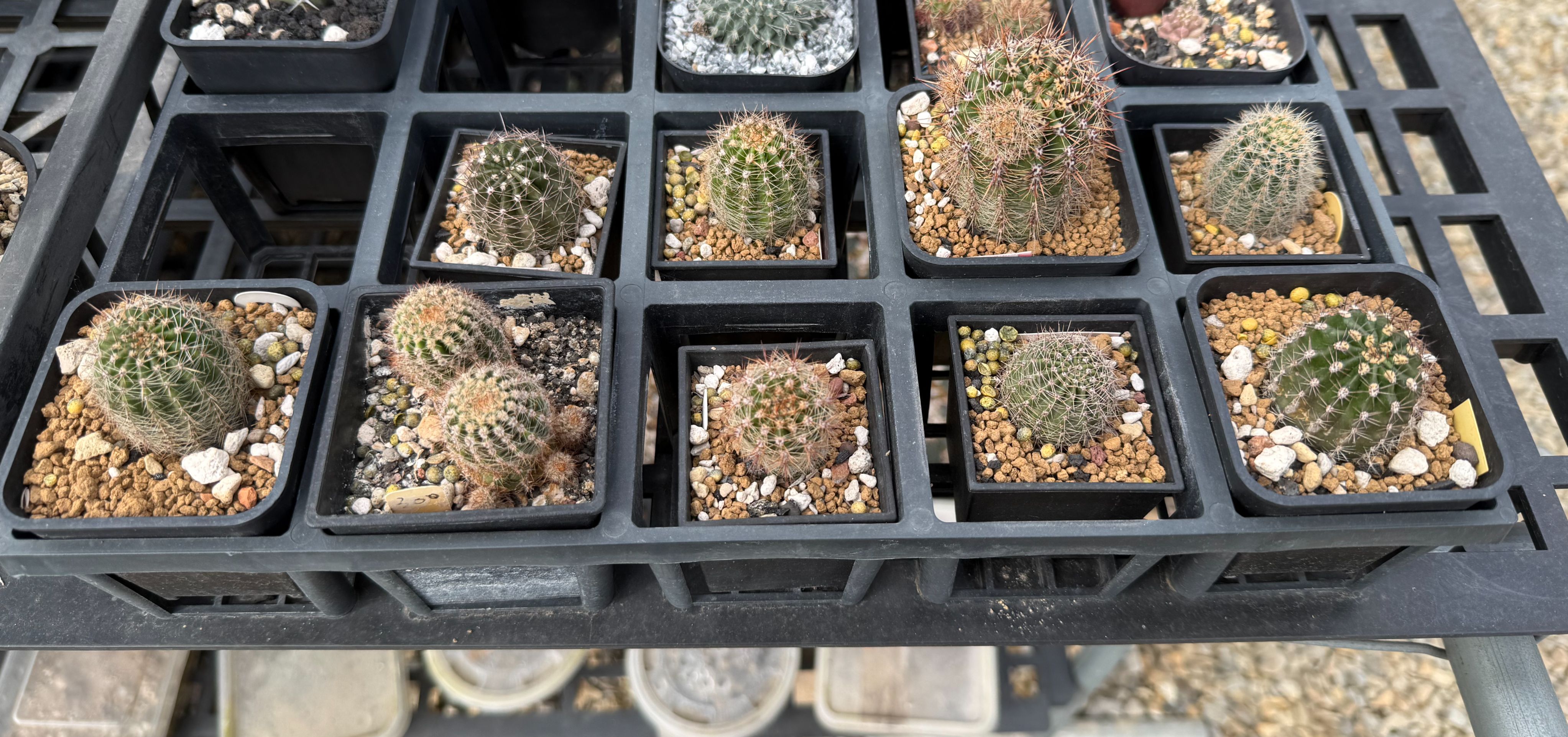 彩草球（花色不可考）