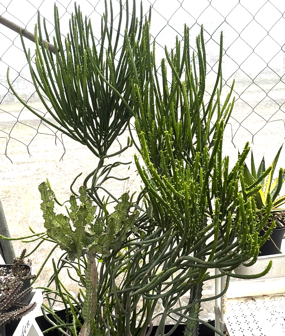 珊瑚大戟（從圖一剪下來的）