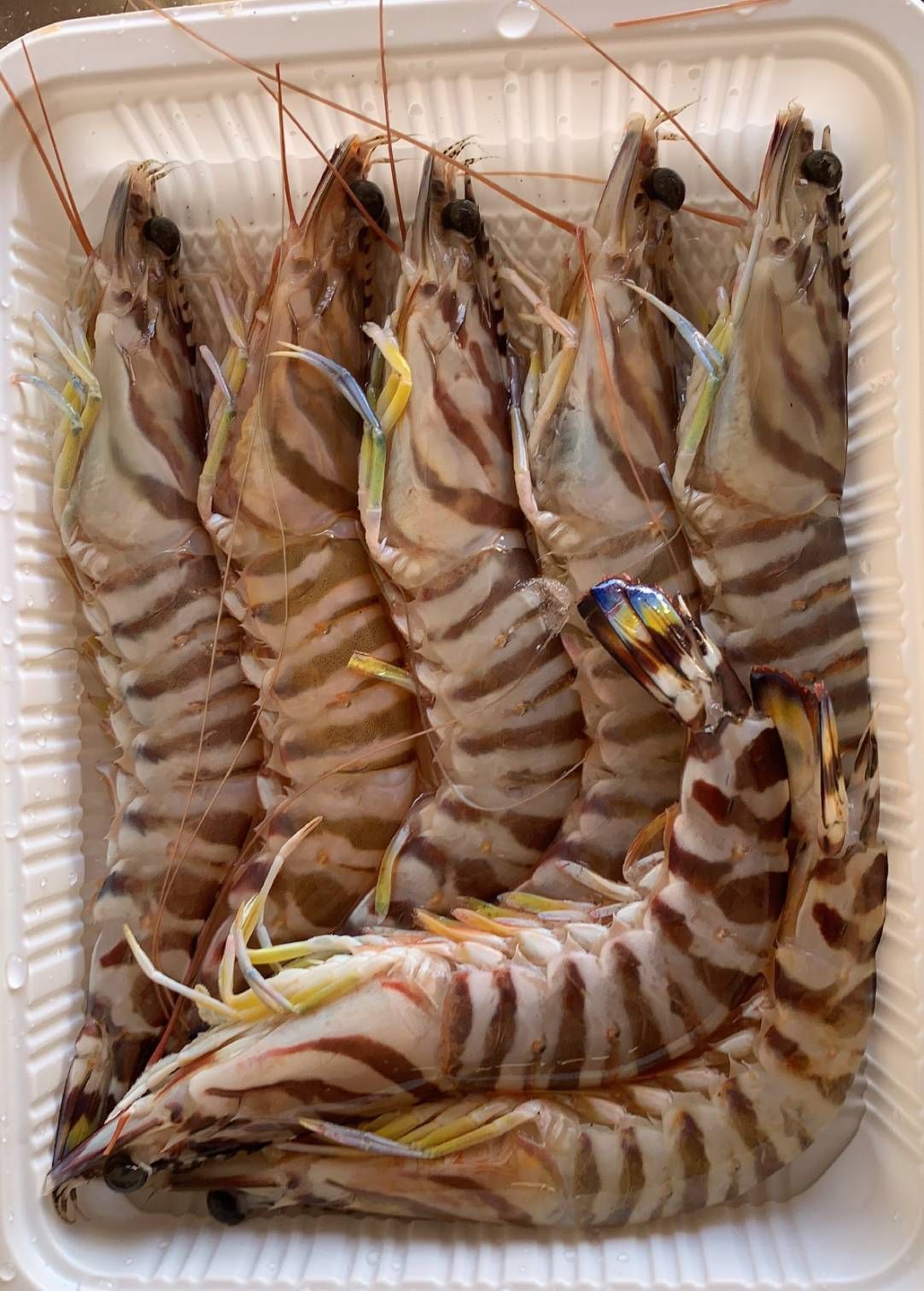 明蝦