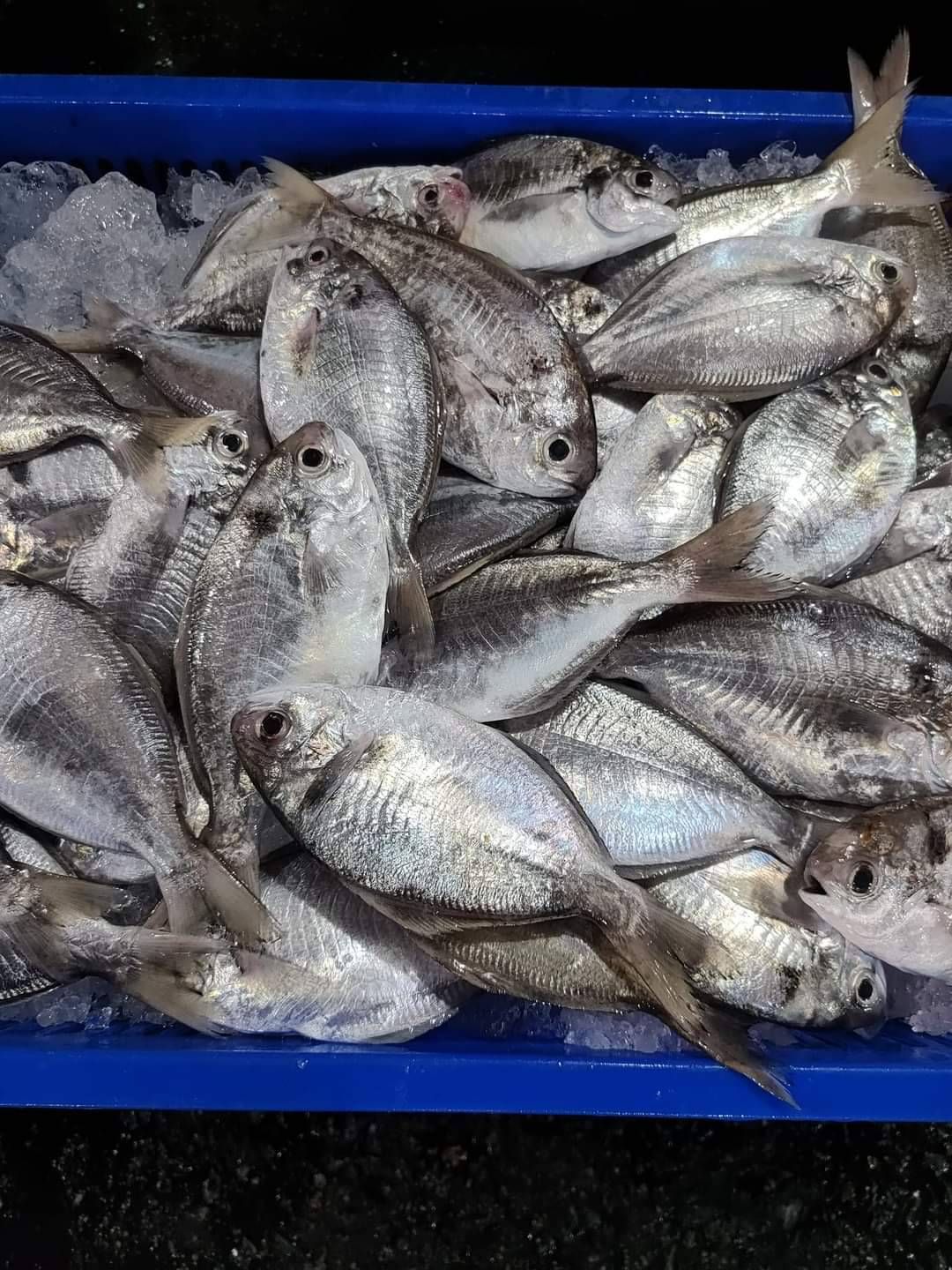 肉魚