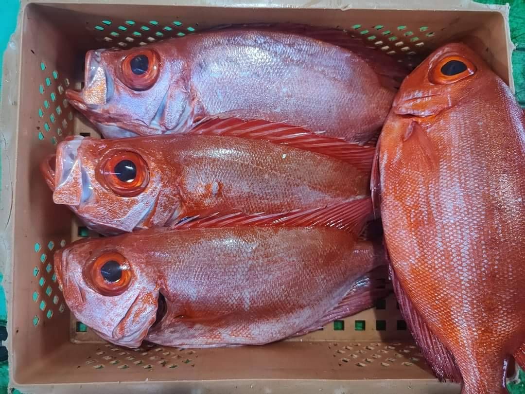 紅目鰱