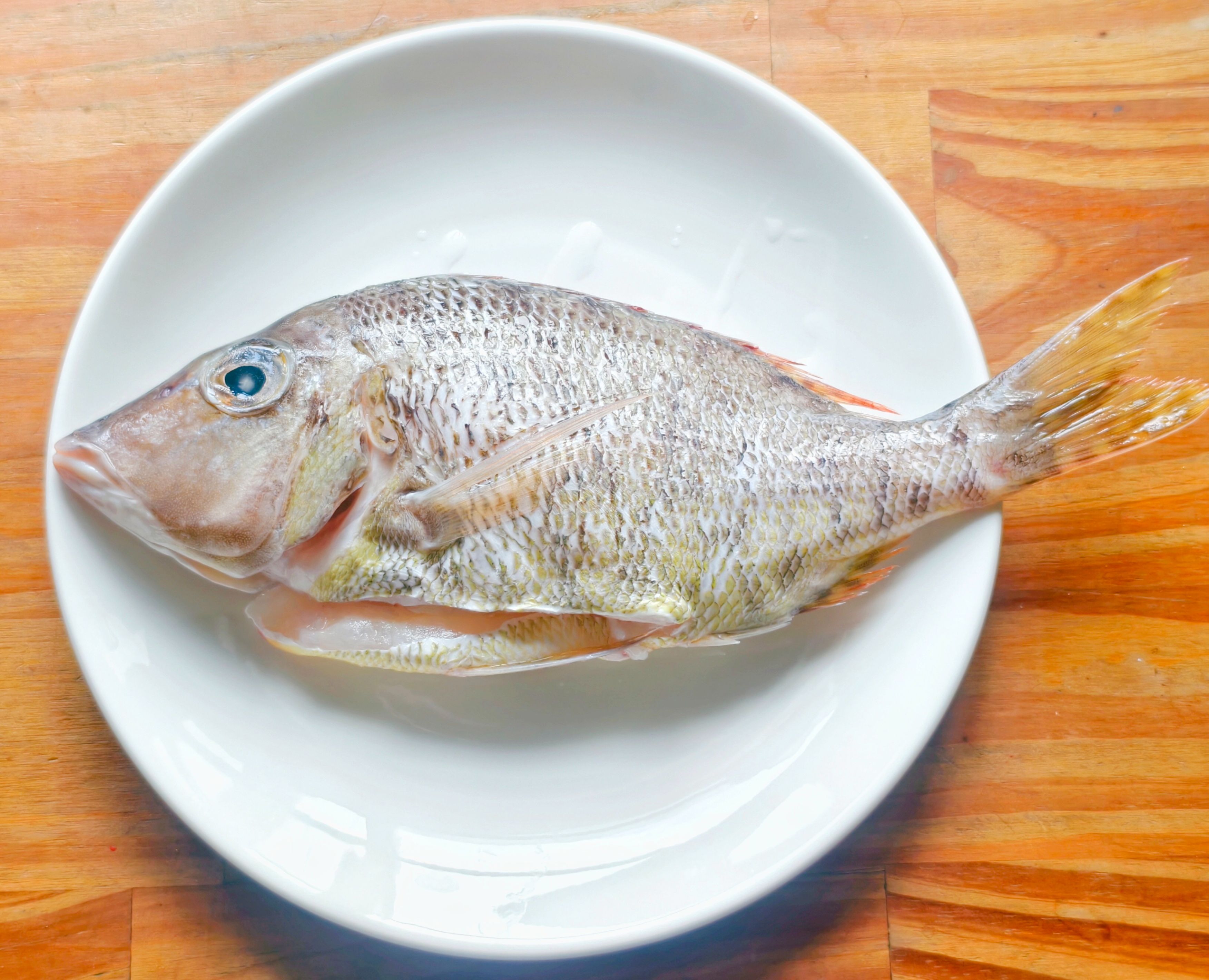 澎湖野生正龍占