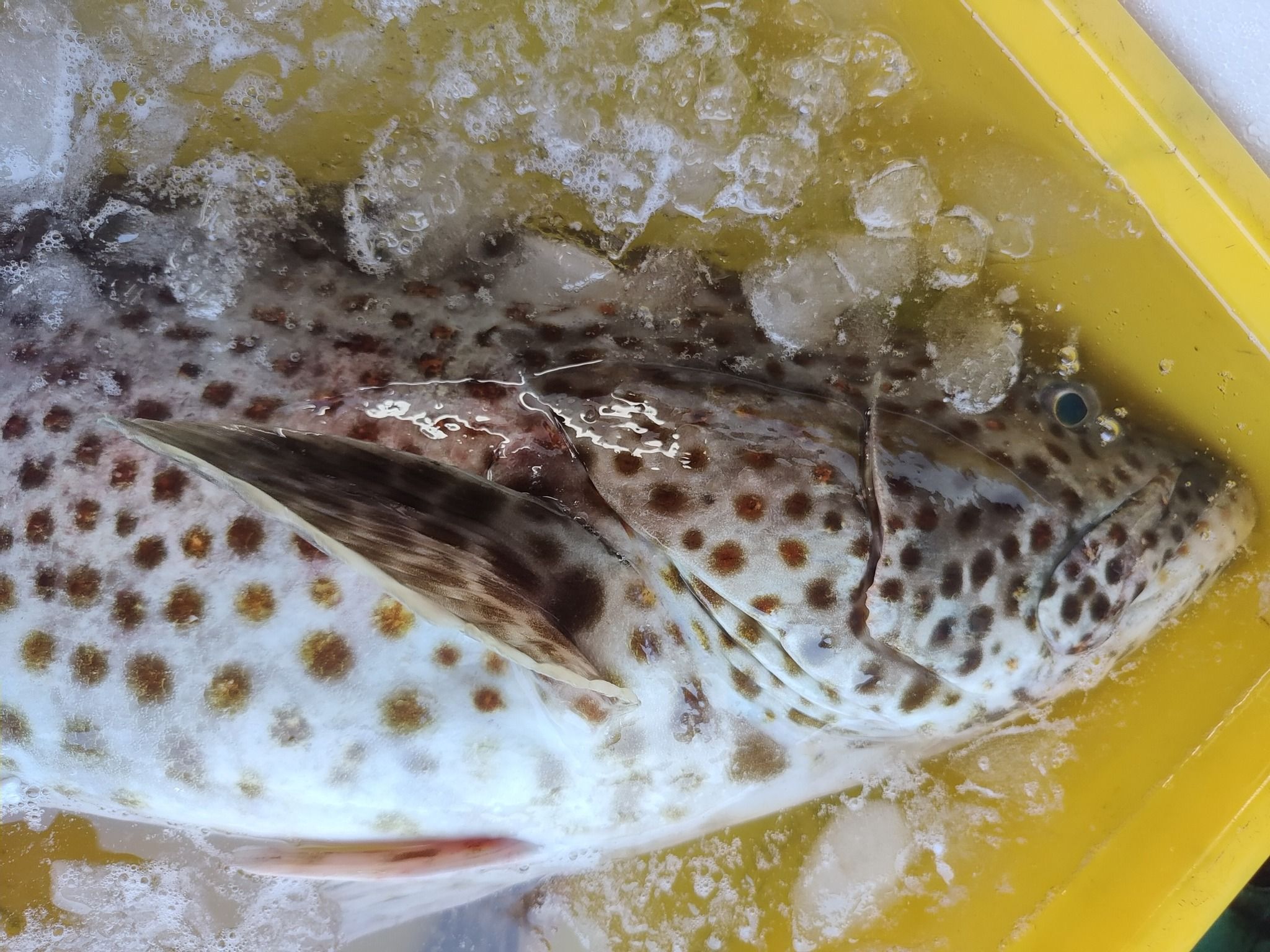 澎湖野生雲紋石斑魚排