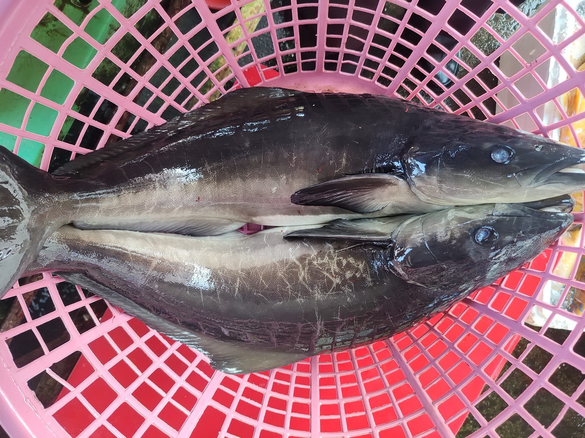 澎湖野生海鱺魚排