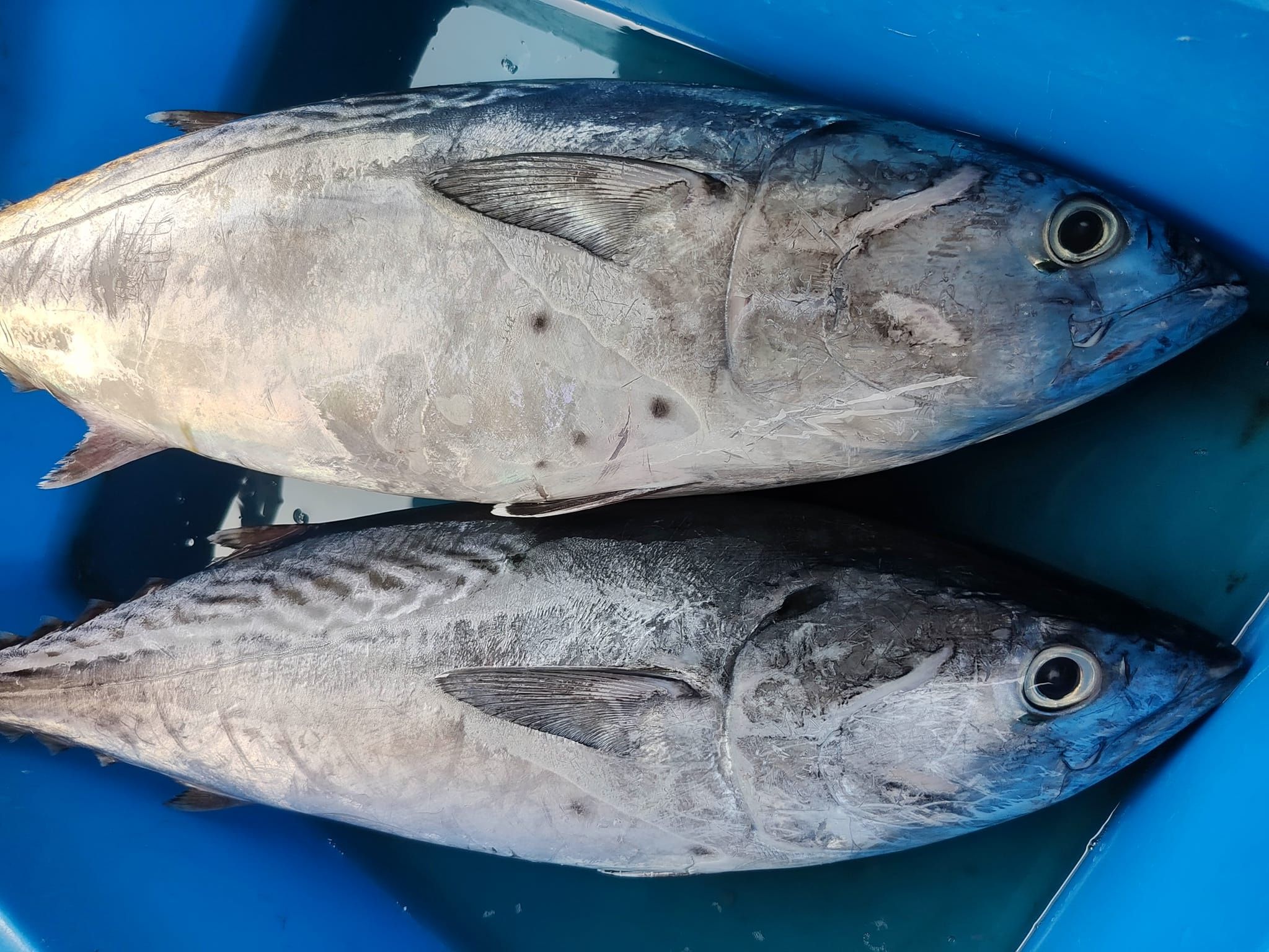 澎湖野生大煙魚