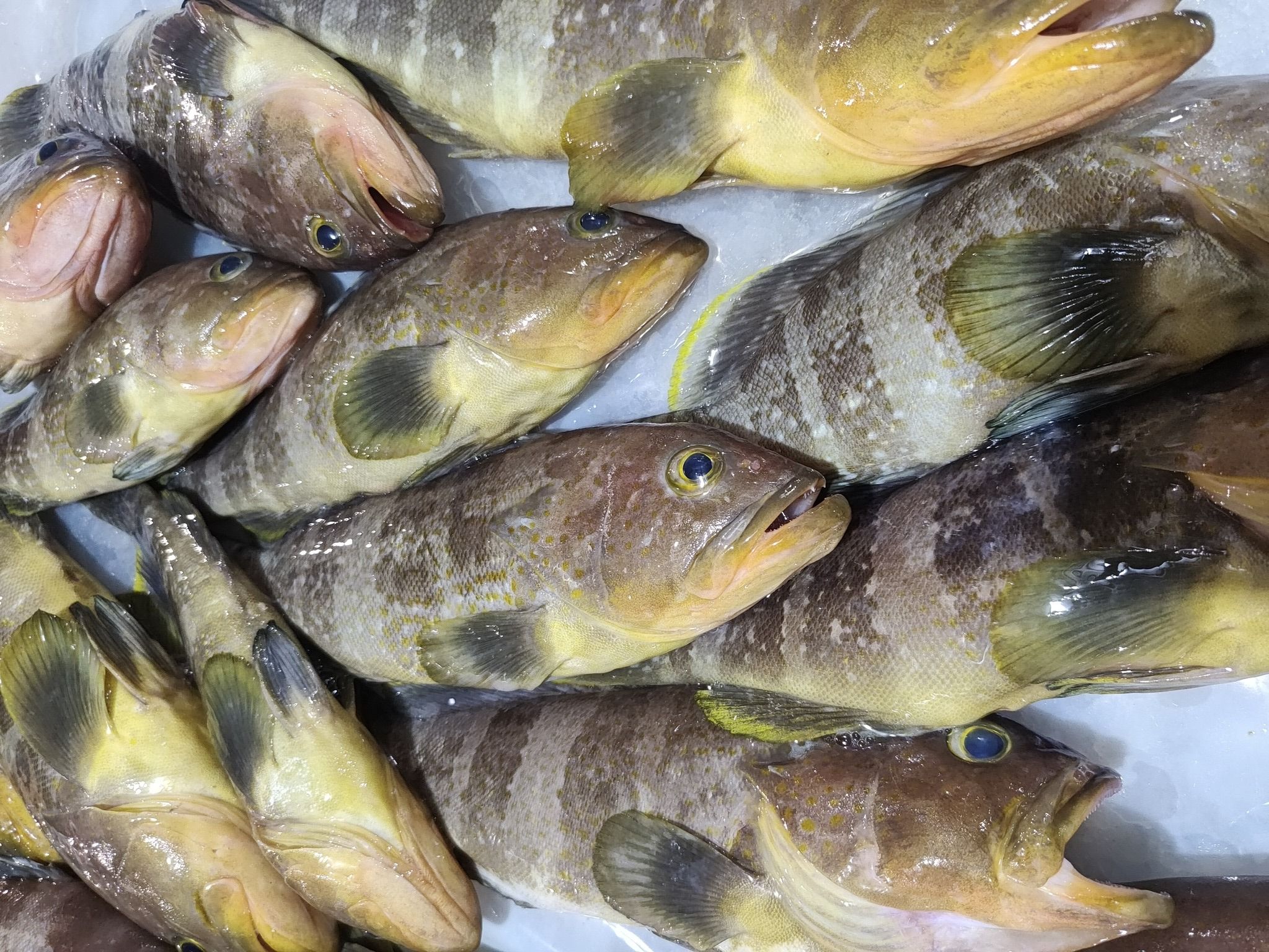 澎湖野生中勾石斑