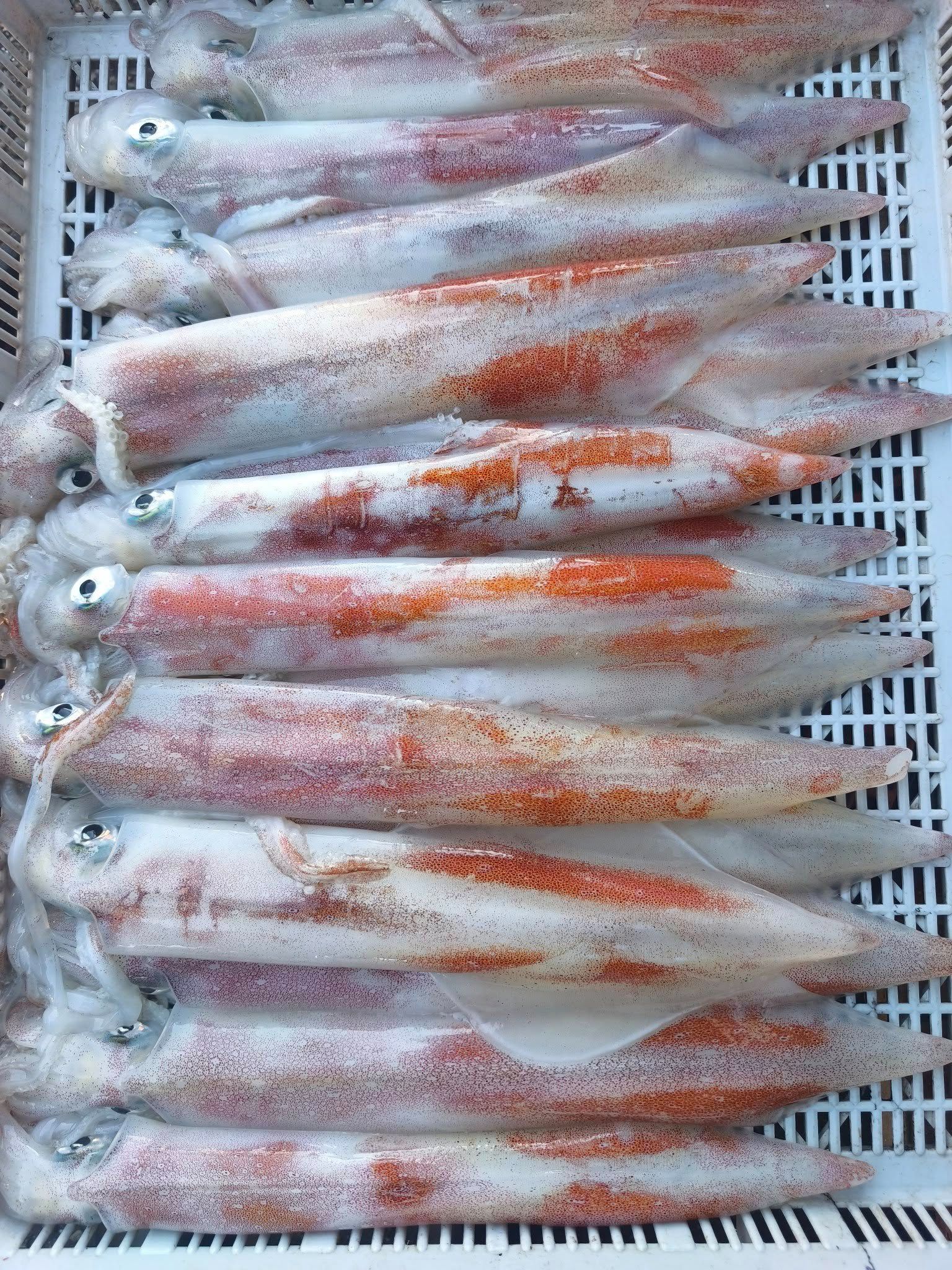 澎湖野生手釣大砲管