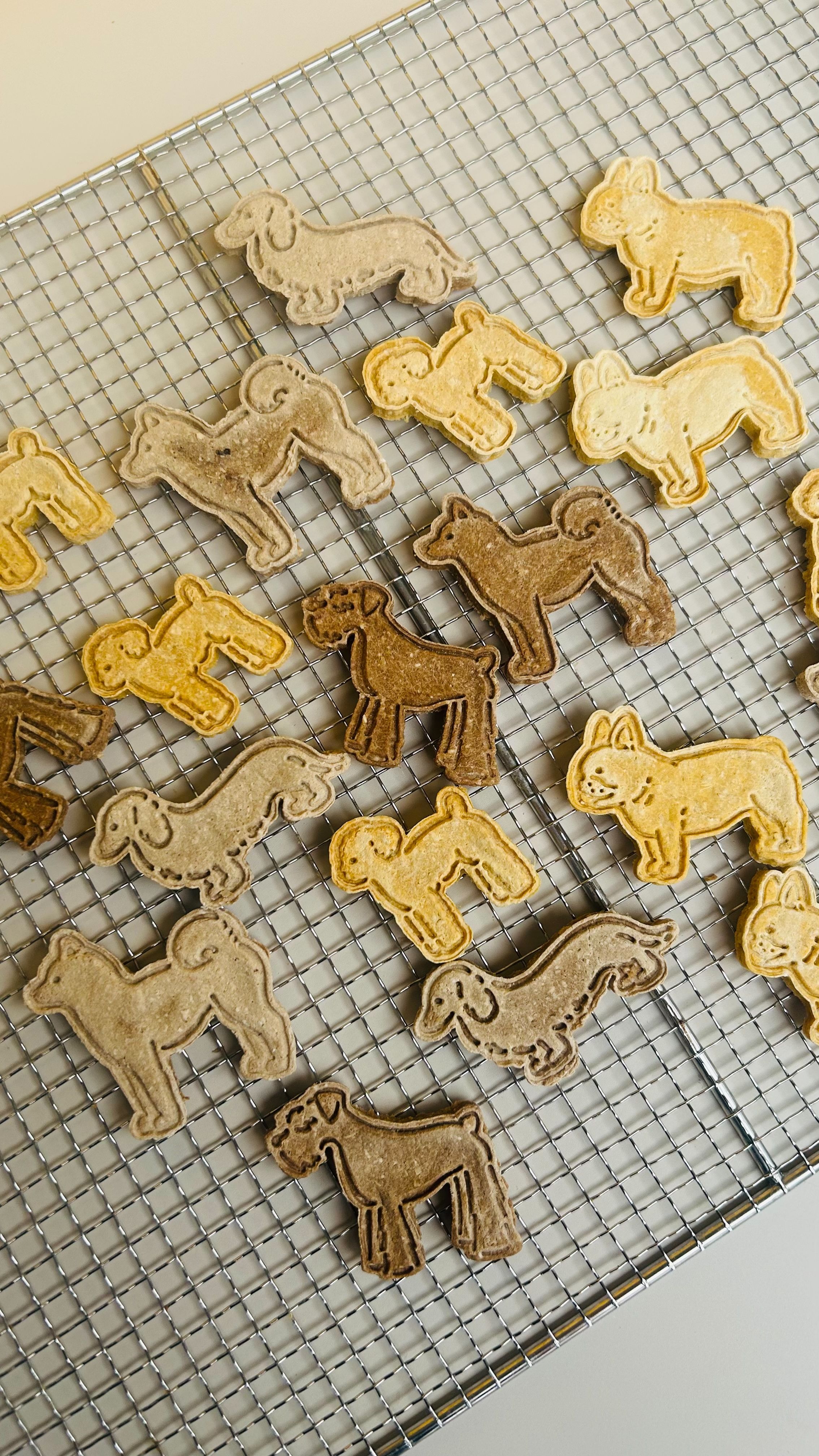 狗狗的一包餅乾