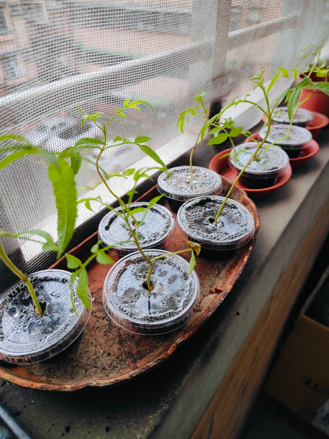 分享小物*不列入咩醬商品出貨條件