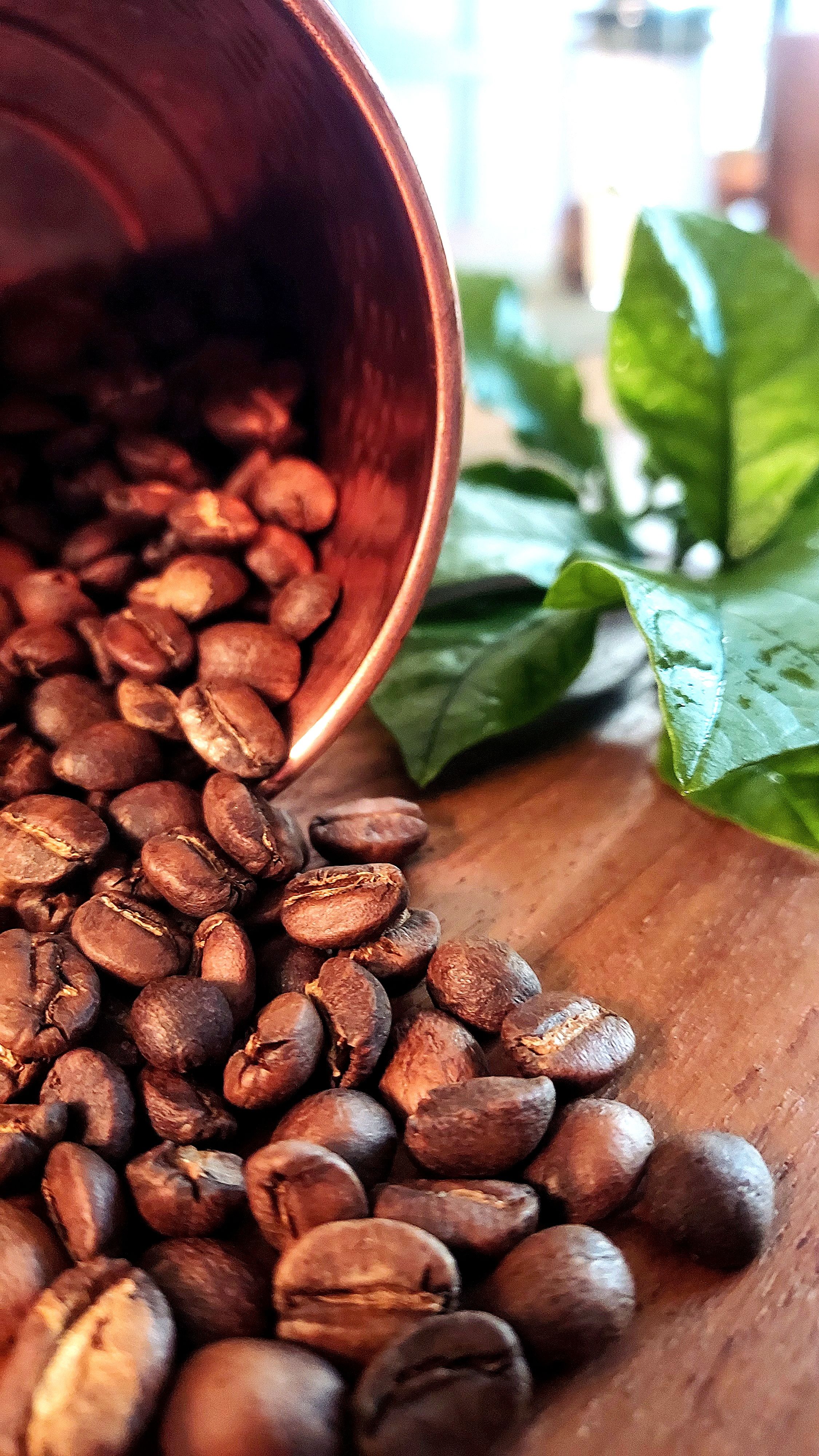 日曬 伊索比亞 仙特薇