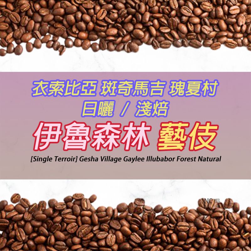 【衣索比亞 伊魯森林 藝伎 】日曬/淺焙