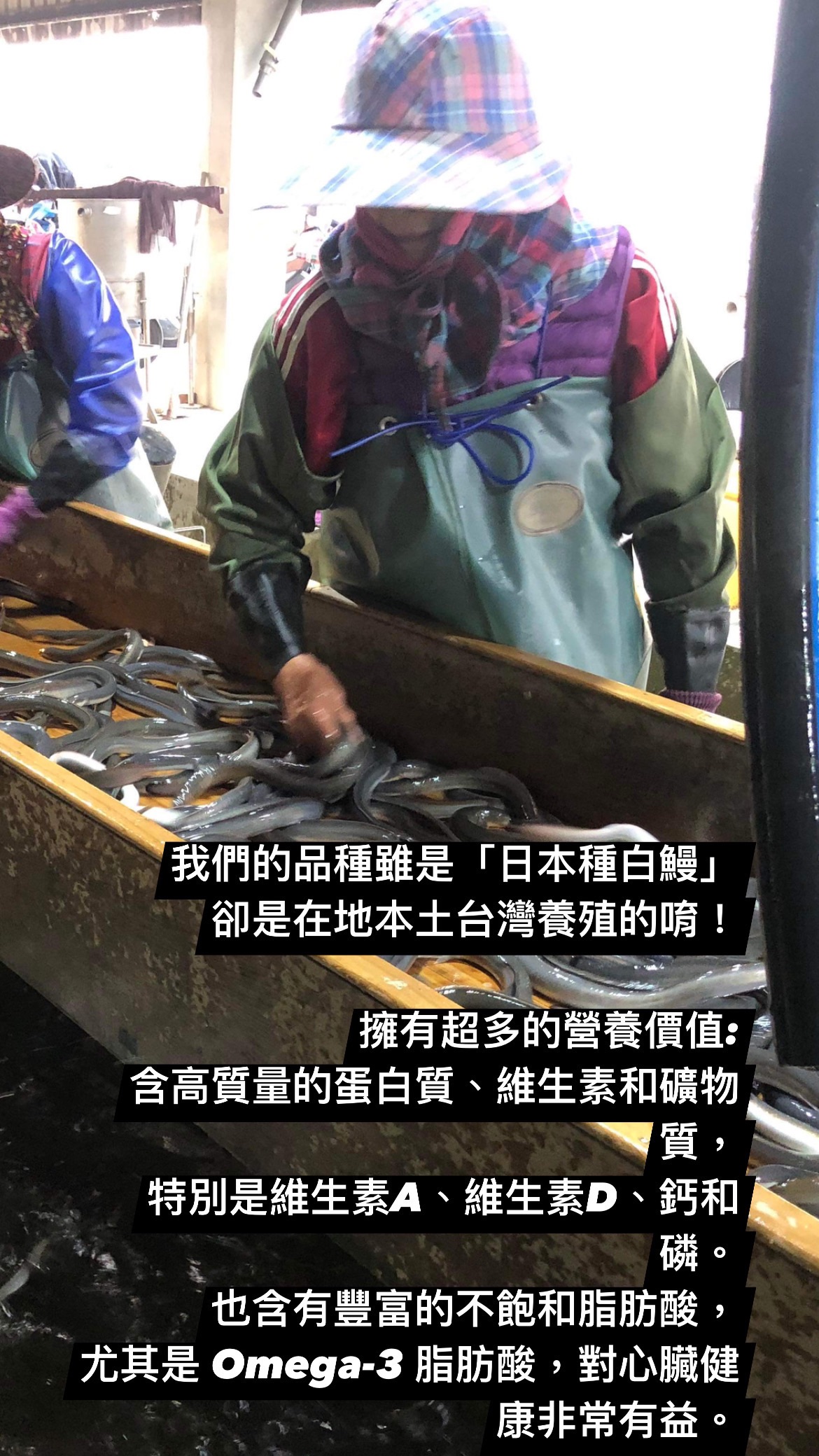 新鮮生鰻 三尾裝