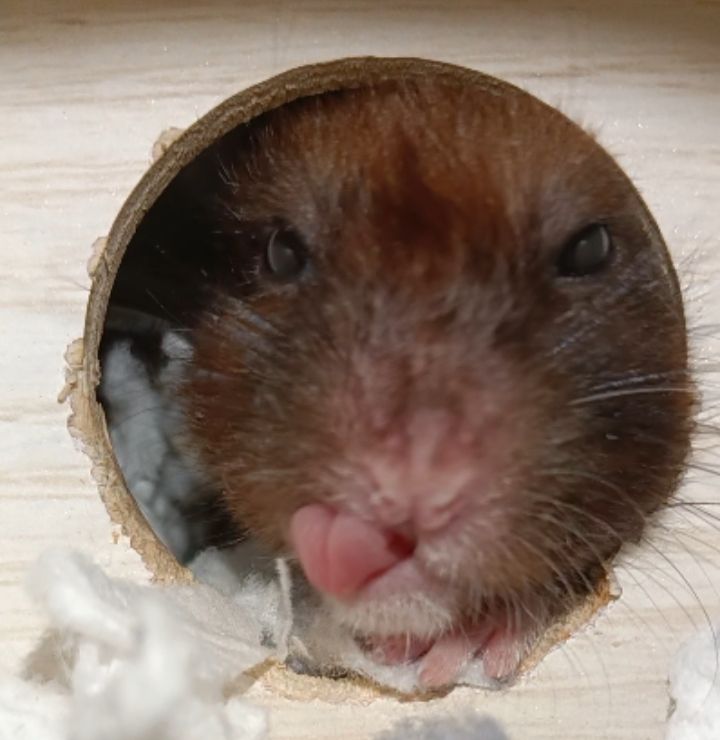 倉鼠