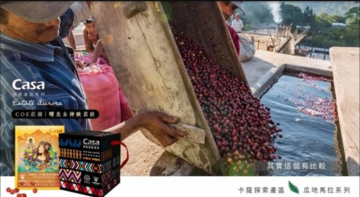 安地瓜 曙光女神歐若拉 粉紅波旁+SL28 水洗