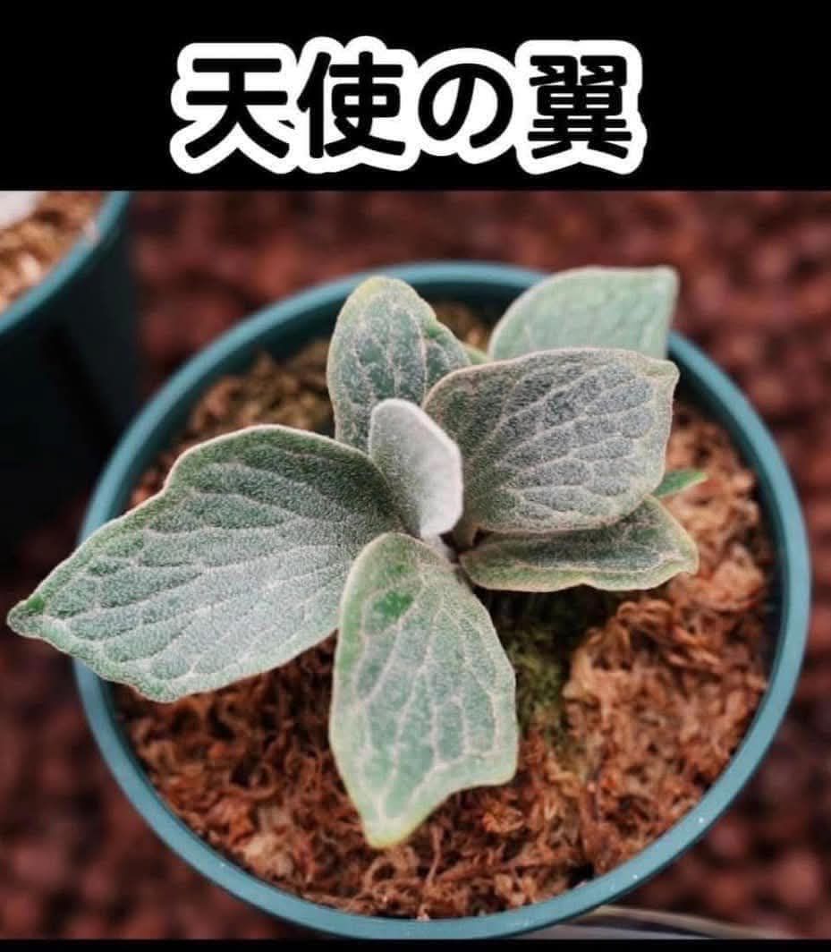 天使之翼（TC）