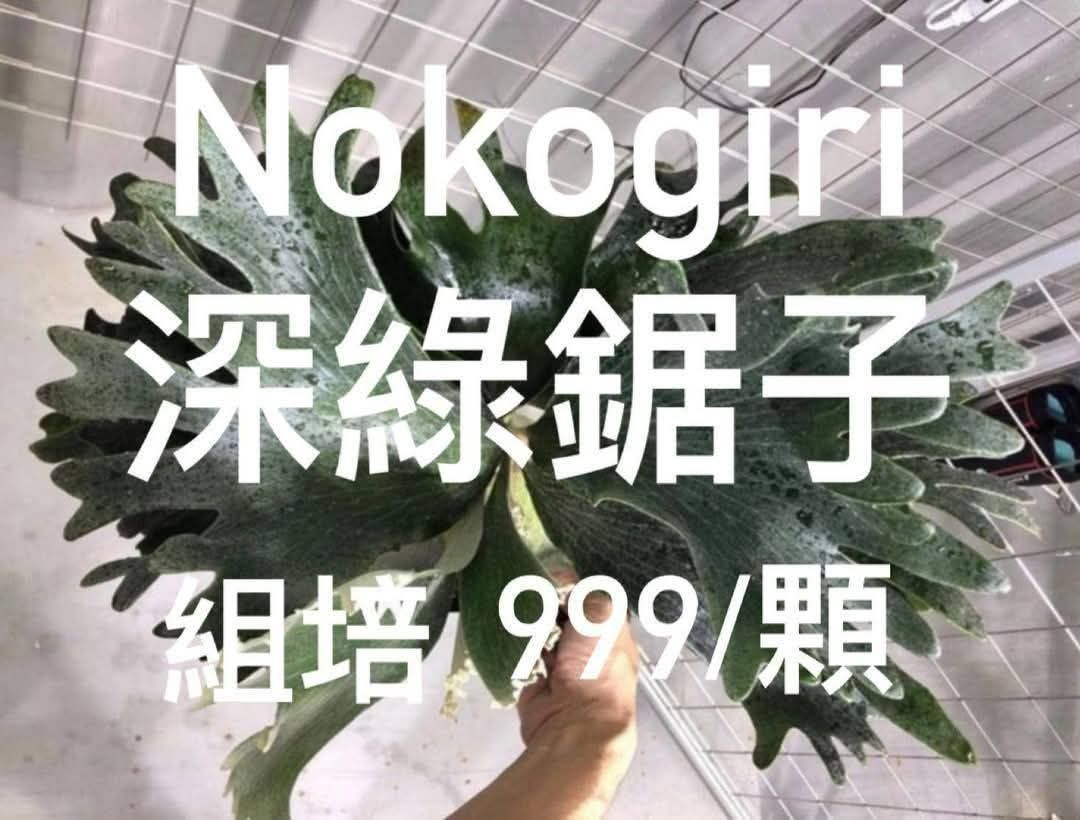 Nokogiri 鋸子 日本小型頂級深綠（TC）