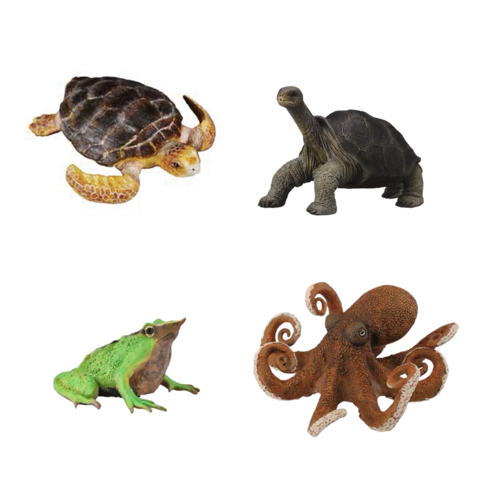 【CollectA 赤蠵龜、八爪章、達爾文蛙】