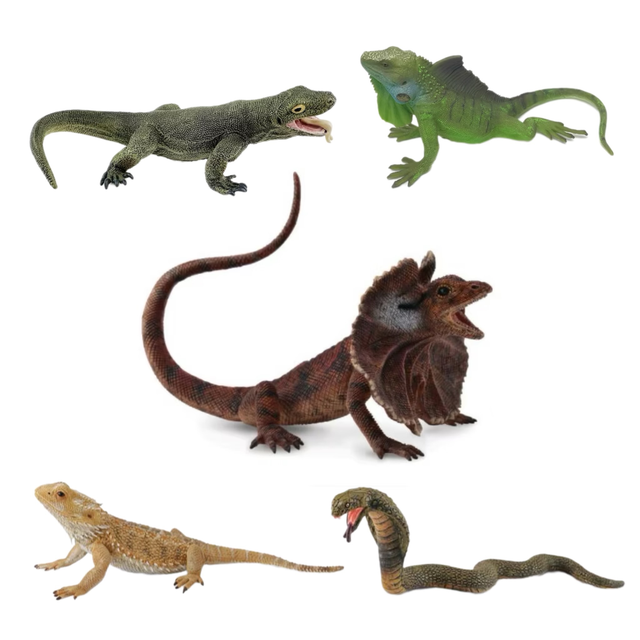 【CollectA 眼鏡蛇、班紋壁虎、科莫多巨蜥、美洲鬃蜥、鬍鬚鬃蜥、傘蜥蜴】