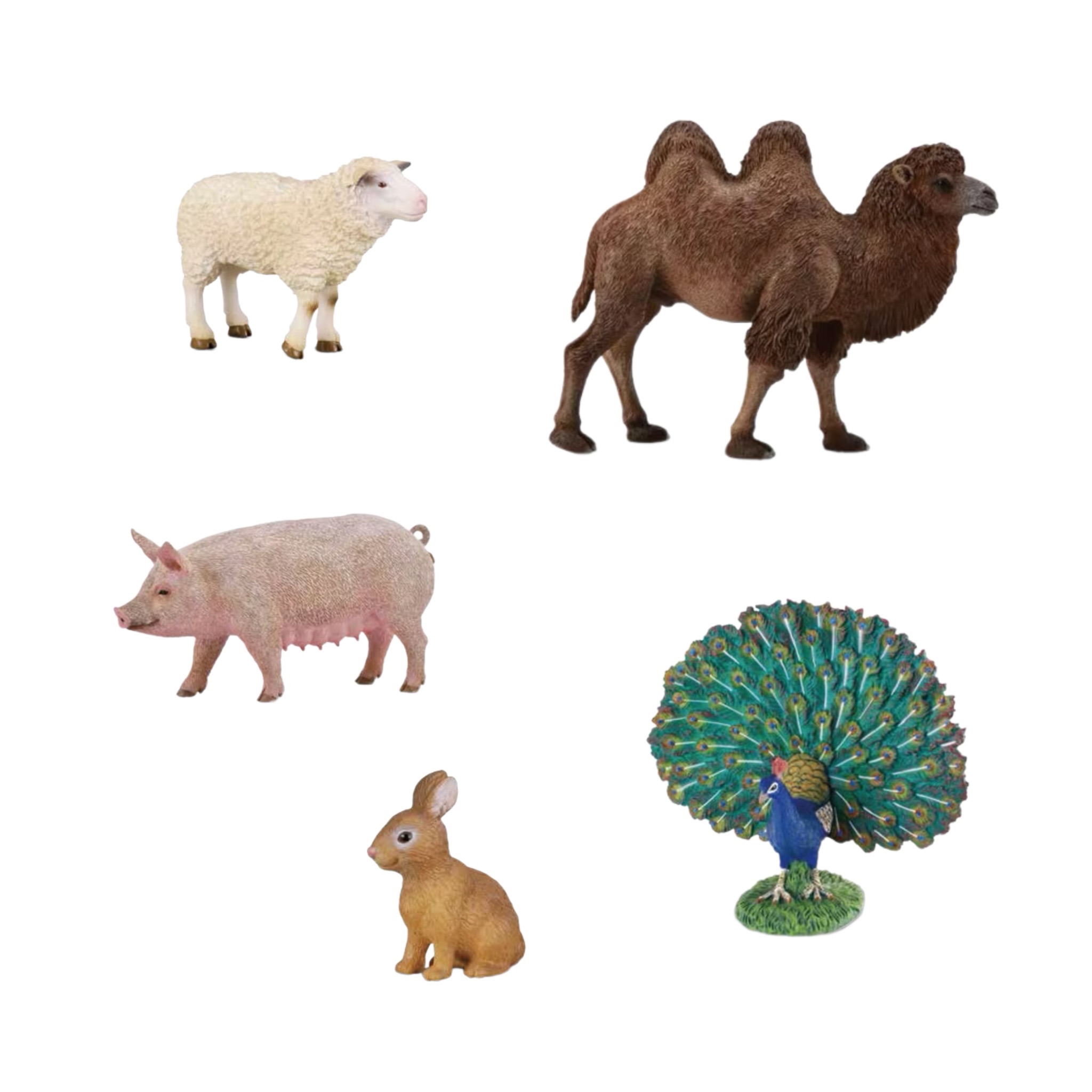 【CollectA 母豬、駱駝、綿羊、兔子、孔雀】