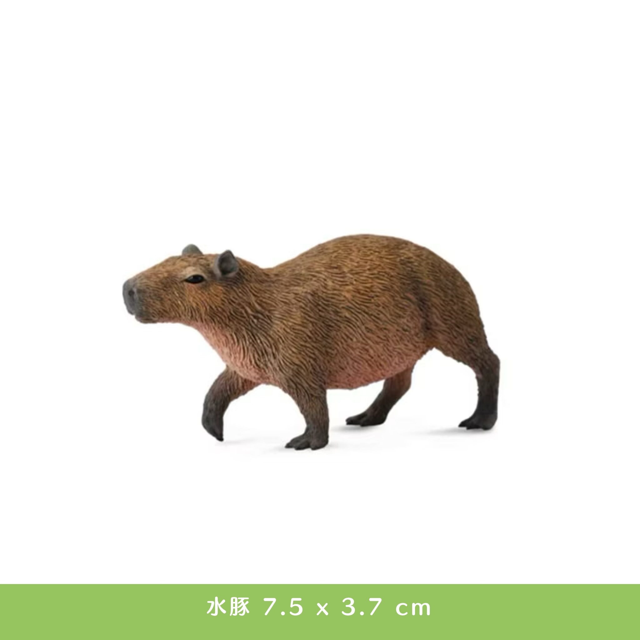 【CollectA 水豚、 蘇格蘭牧羊犬】