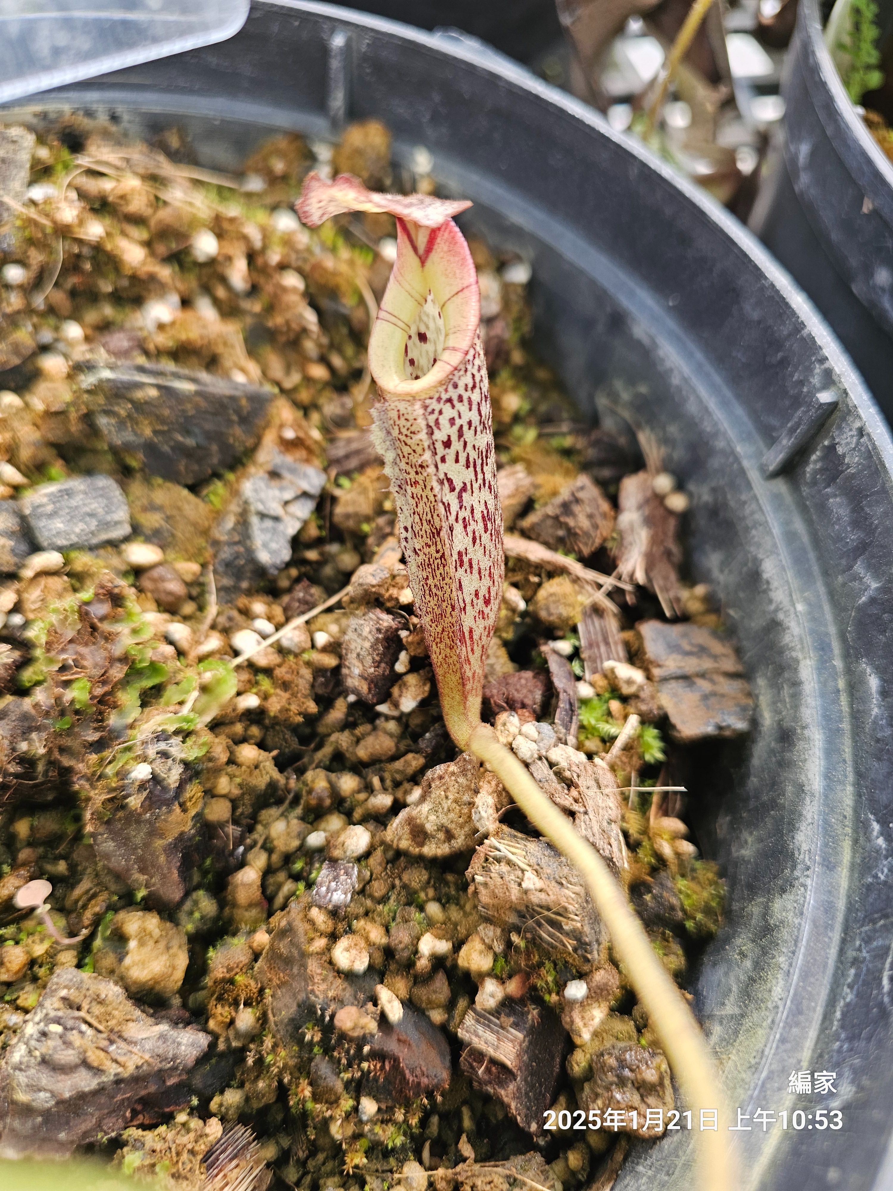 burbidgeae 豹斑 白豹