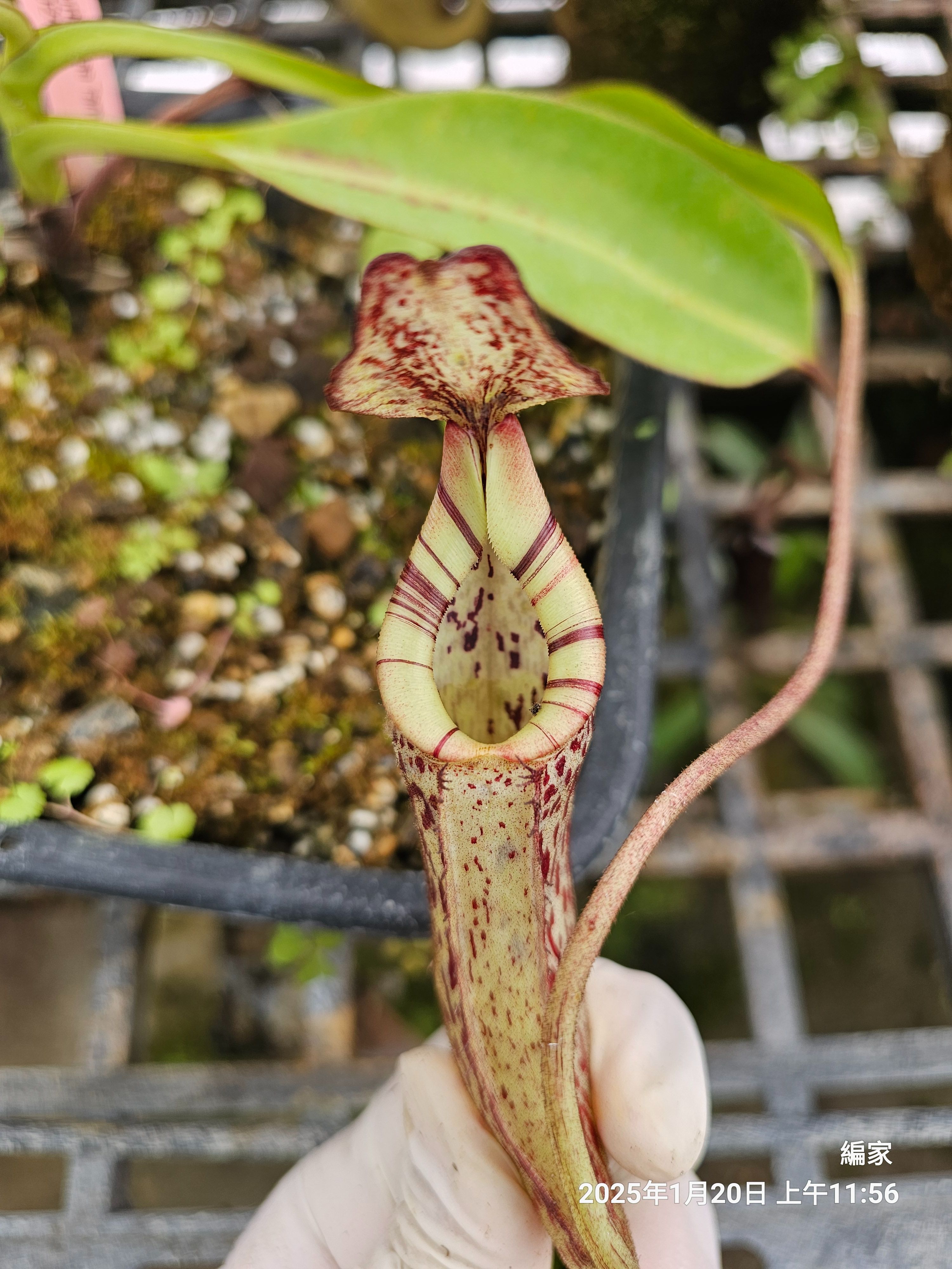 burbidgeae 豹斑 白豹 三色唇