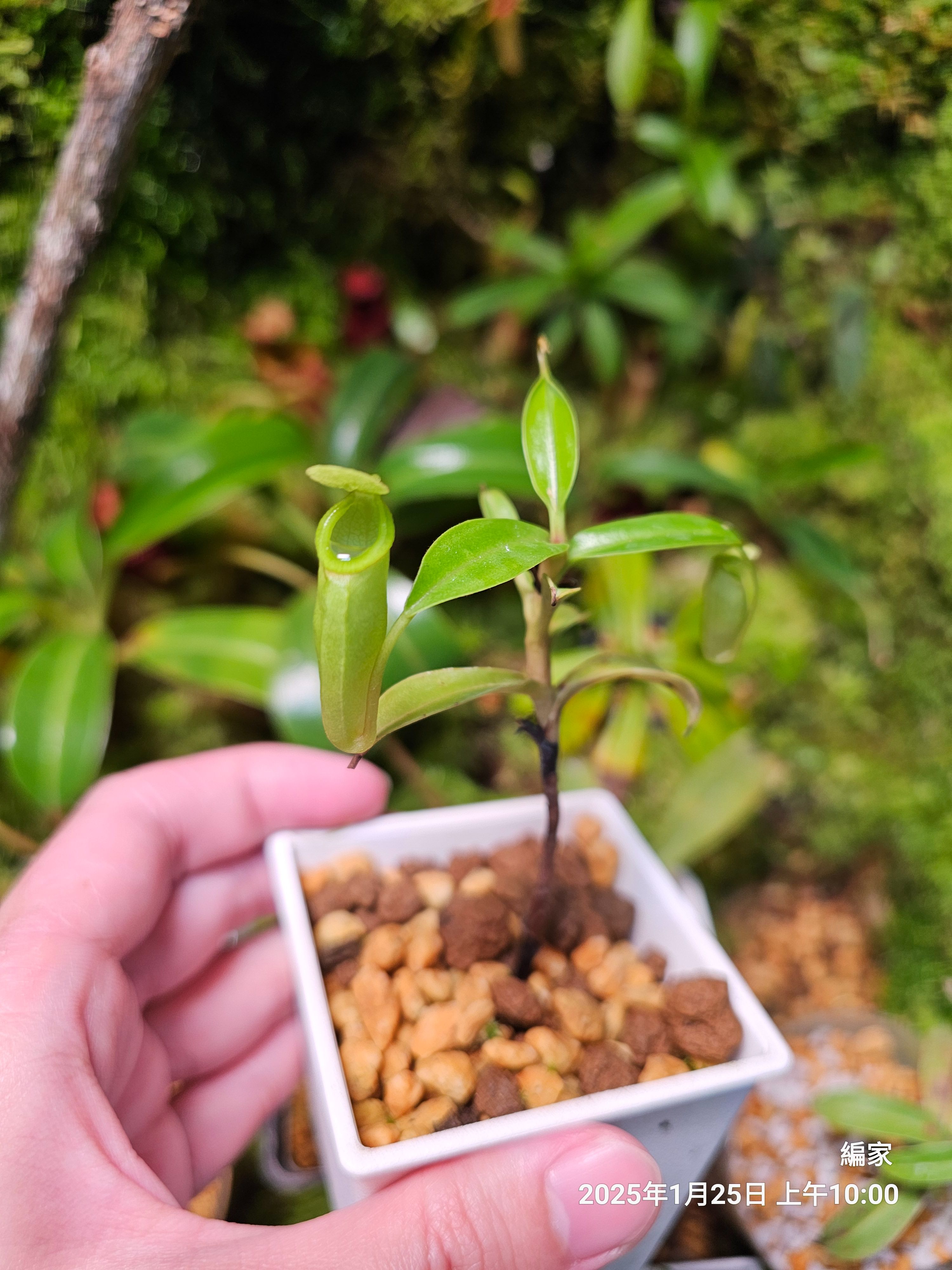 inermis 無刺豬籠草