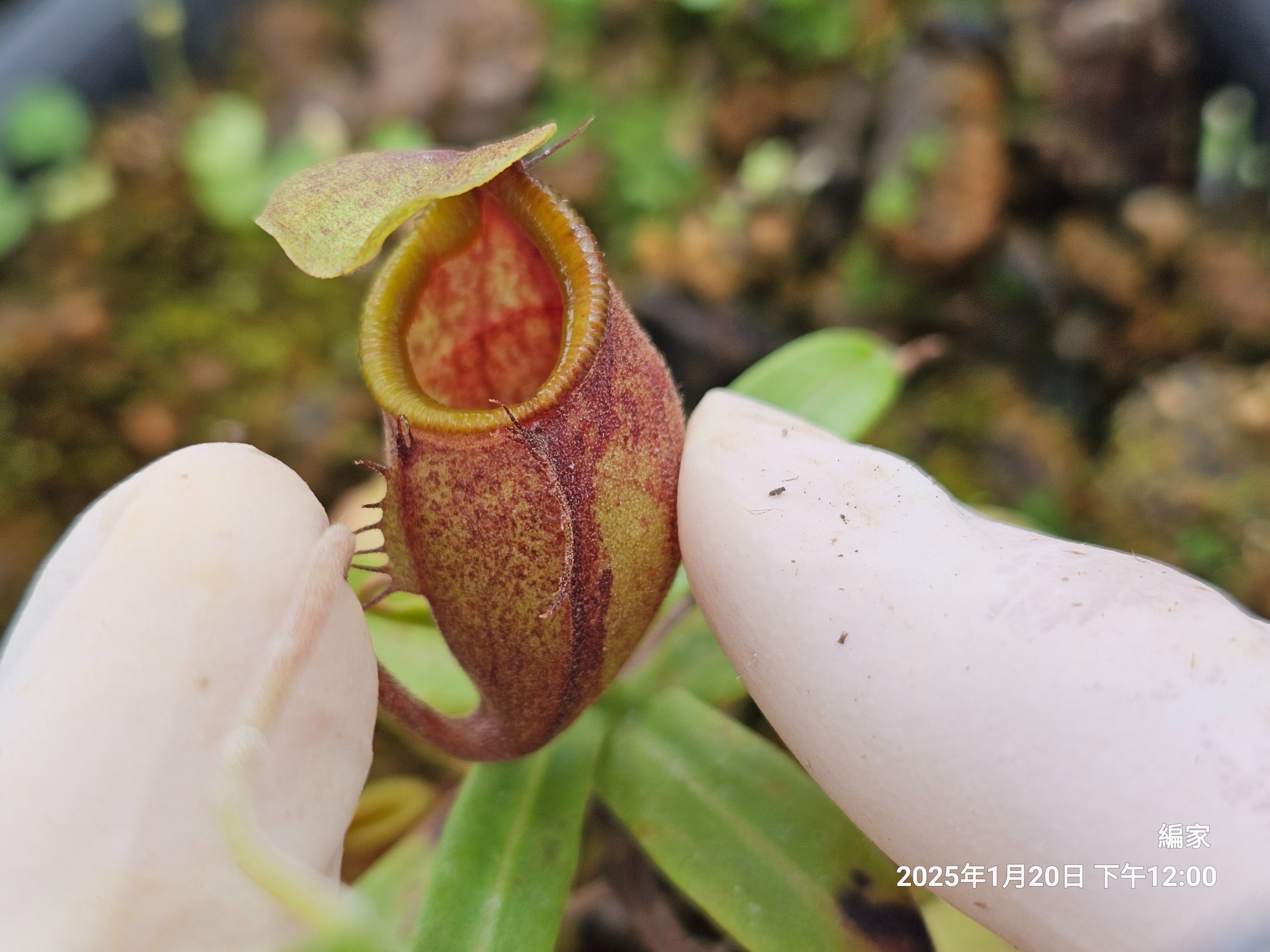 undulatifolia 波葉豬籠草