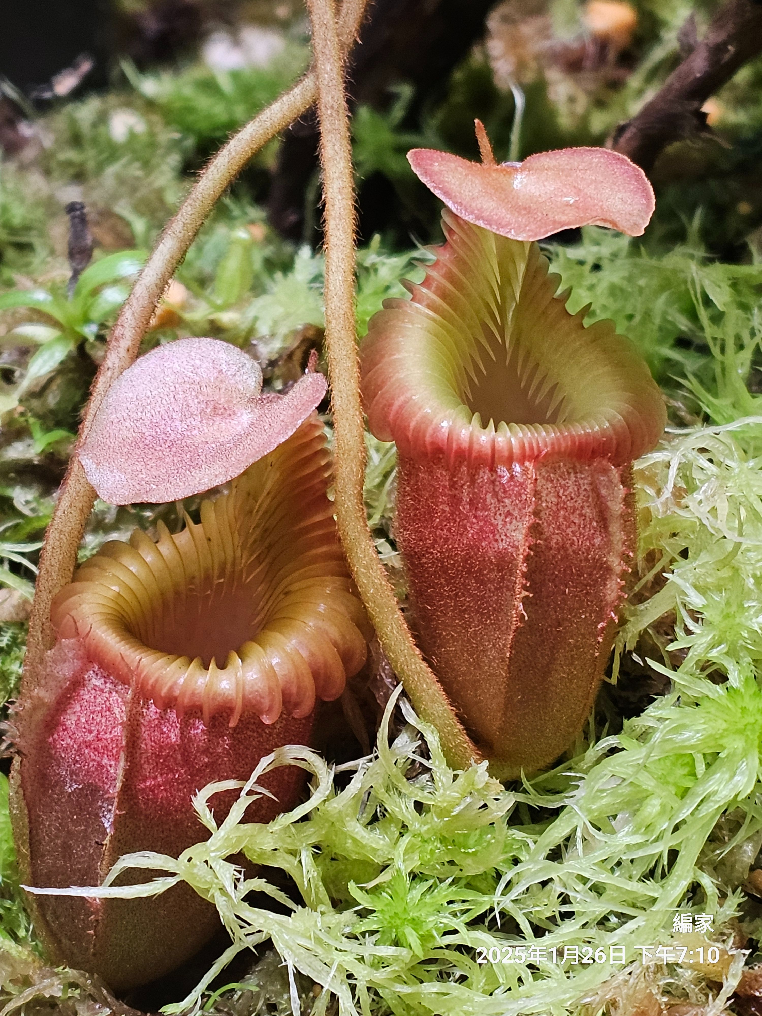 villosa 長毛豬籠草 Tambuyukon產