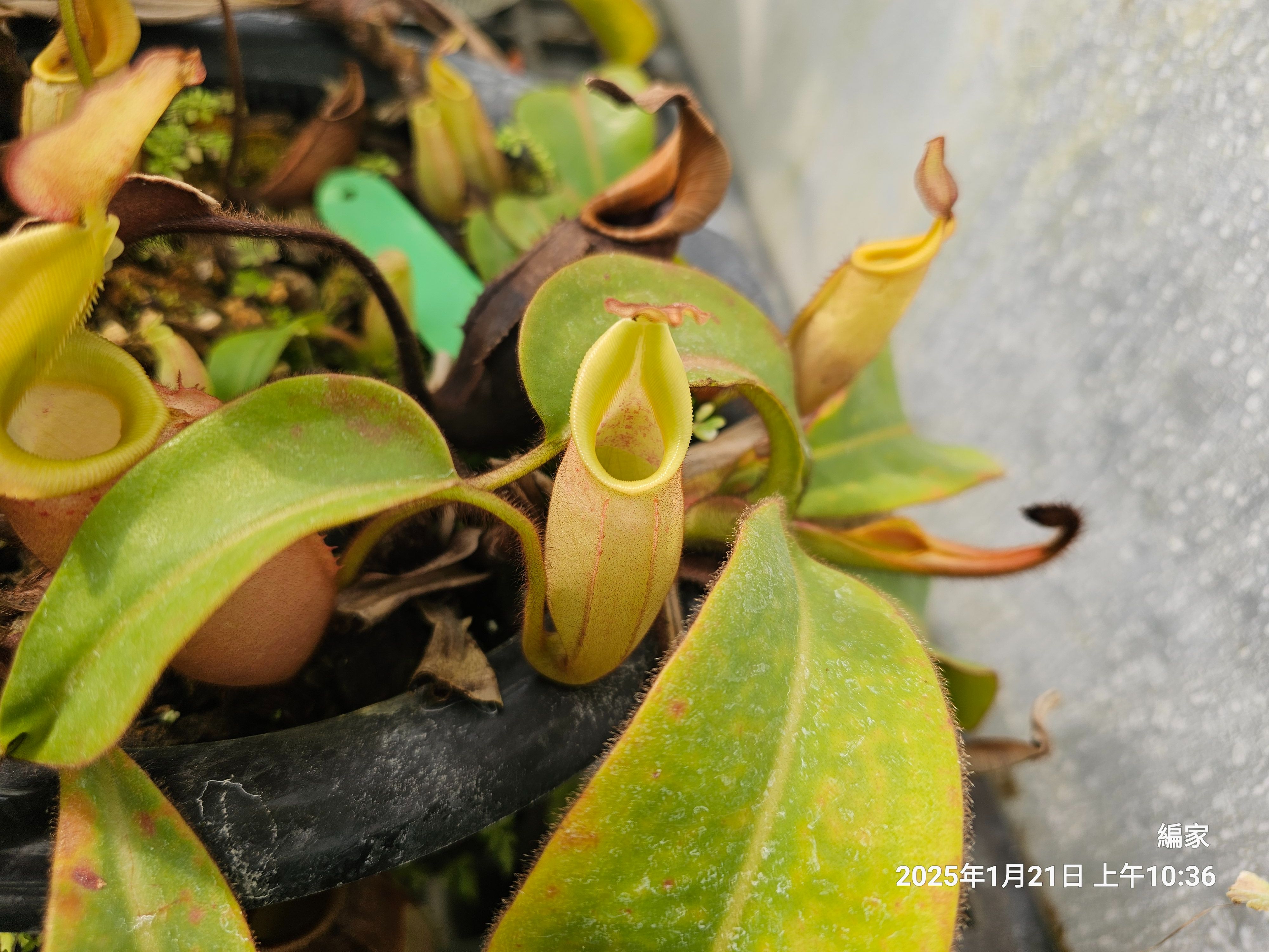 veitchii ’phil mann’ BE3482