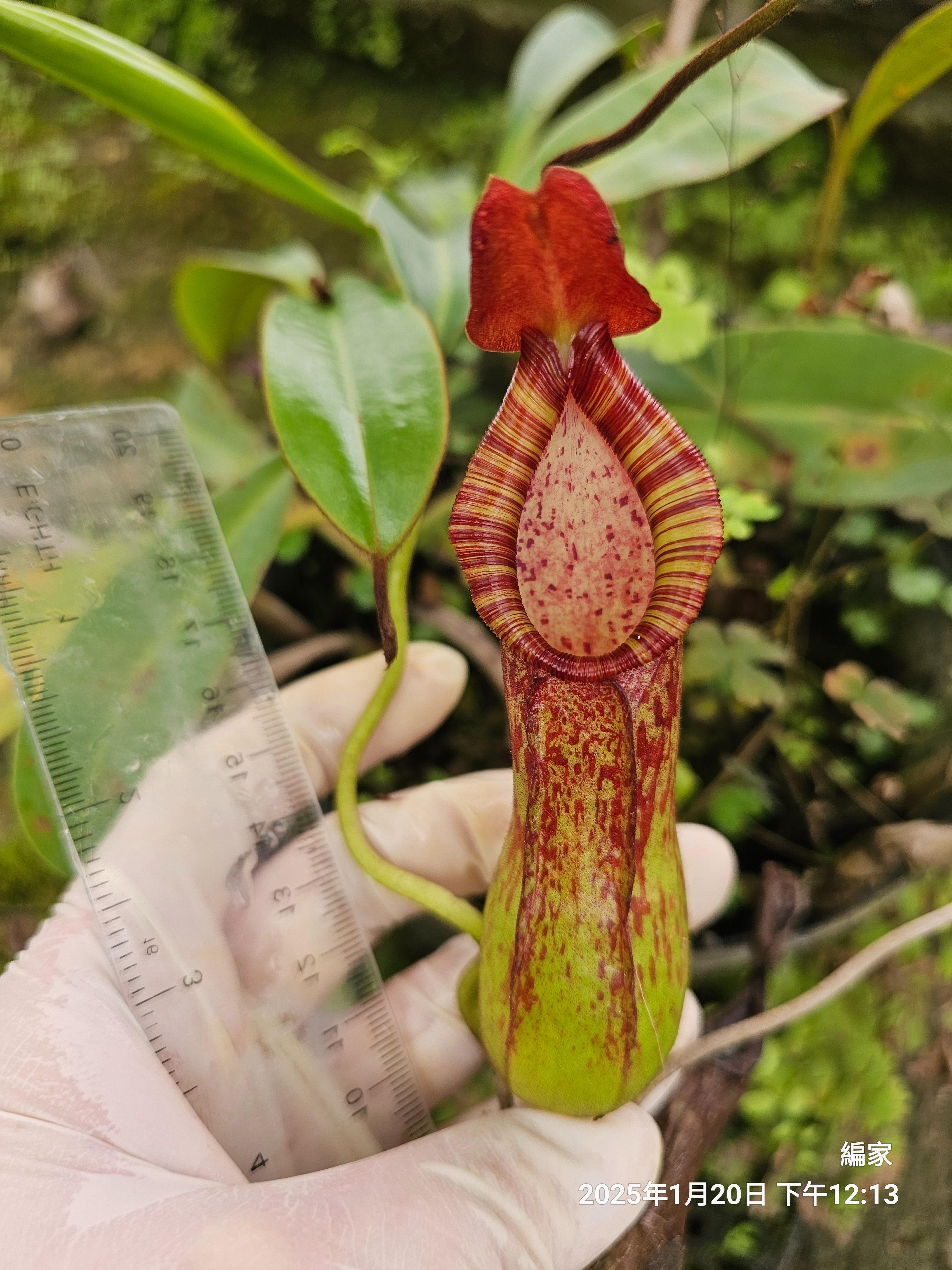 pulchra 美麗豬籠草