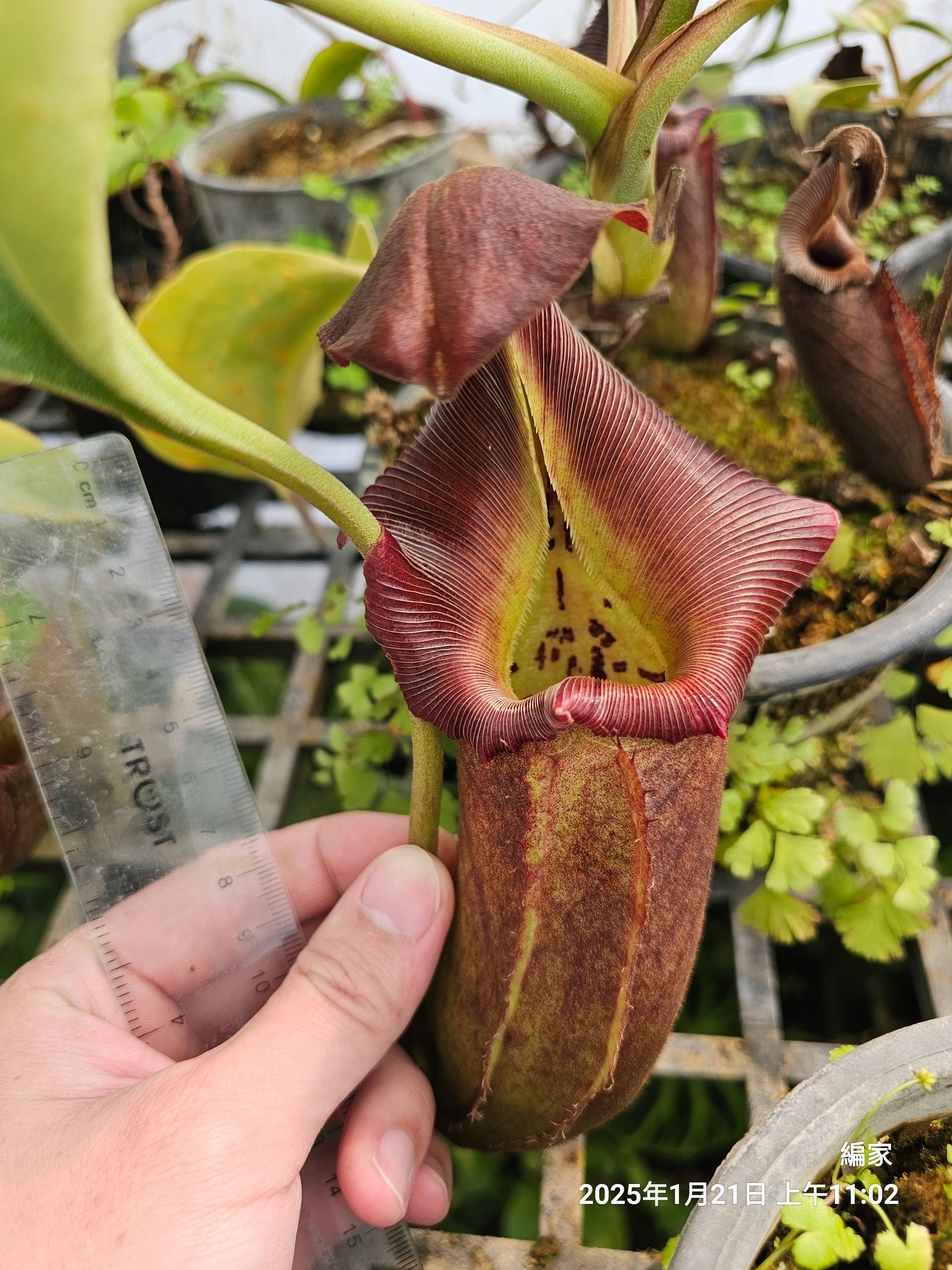 robcantleyi 羅伯坎特利豬籠草