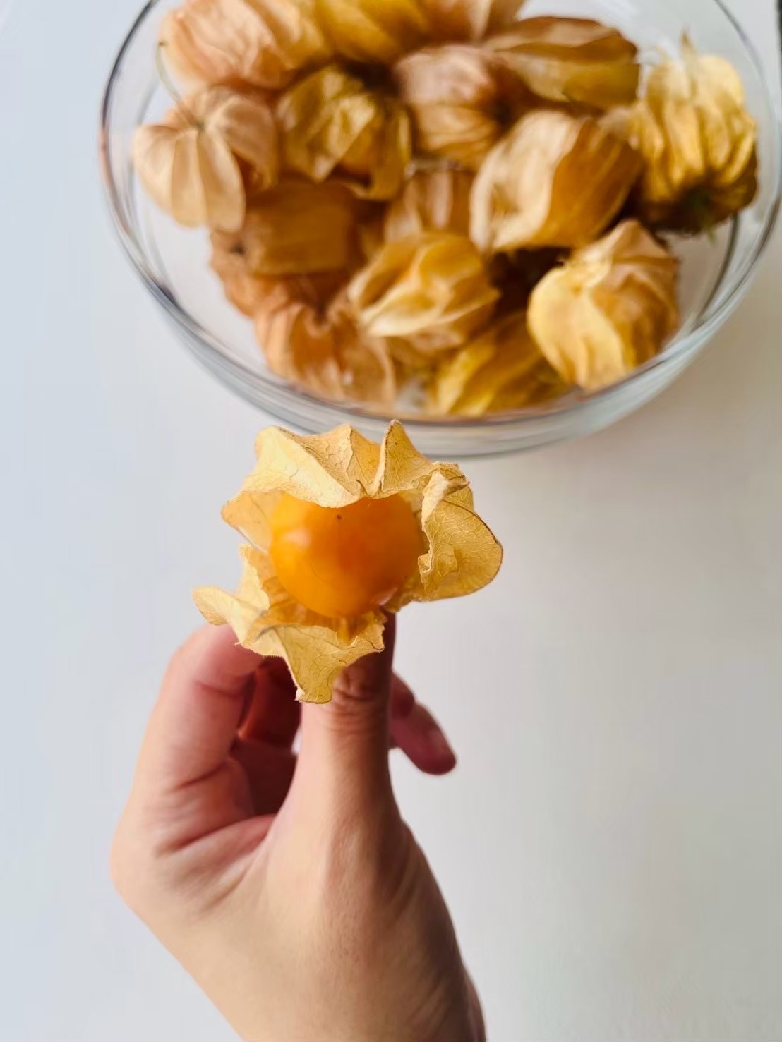 燈籠果 | 當季採收