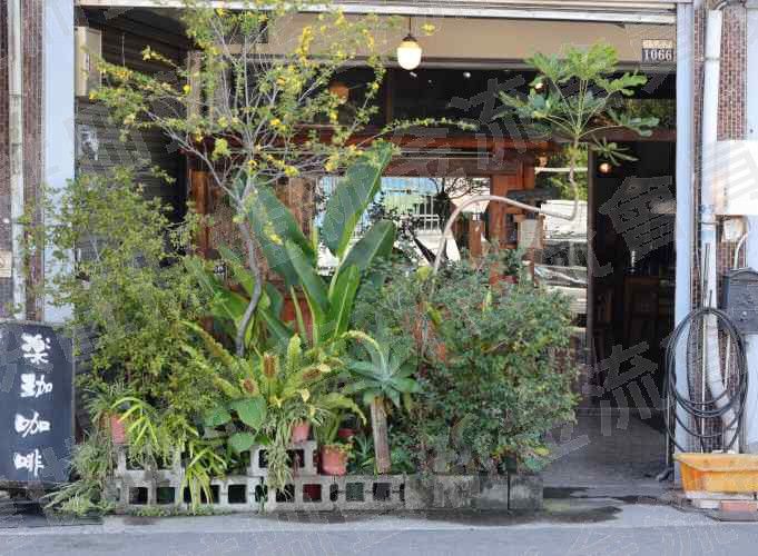 稀有豆，高價豆