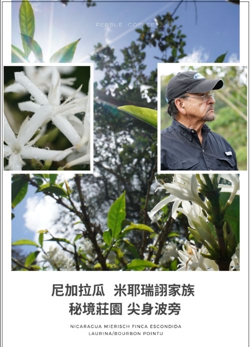 尼加拉瓜 米耶瑞詡家族 秘境莊園 尖身波旁 天然半低因 蜜處理2024