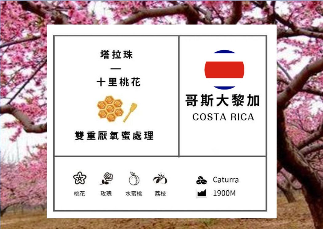 哥斯大黎加 塔拉珠 十里桃花 雙重厭氧蜜處理NEW