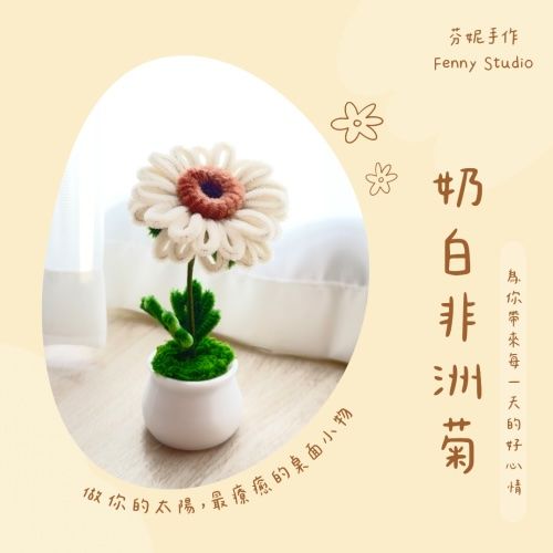 非洲菊盆花（粉色/奶白色）