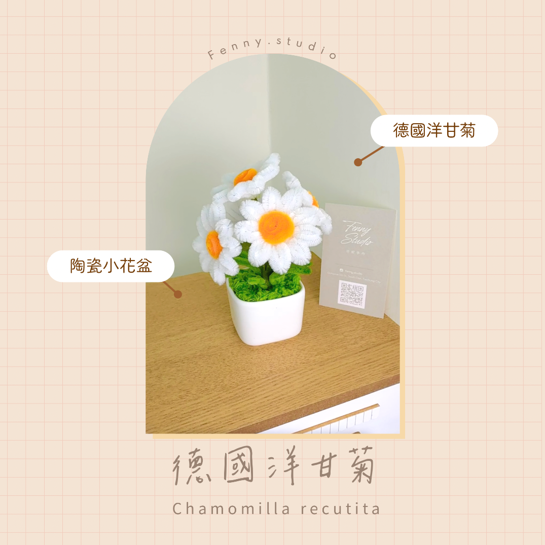 德國洋甘菊 Chamomilla recutita 小盆栽（預購5/10依訂單順序出貨）