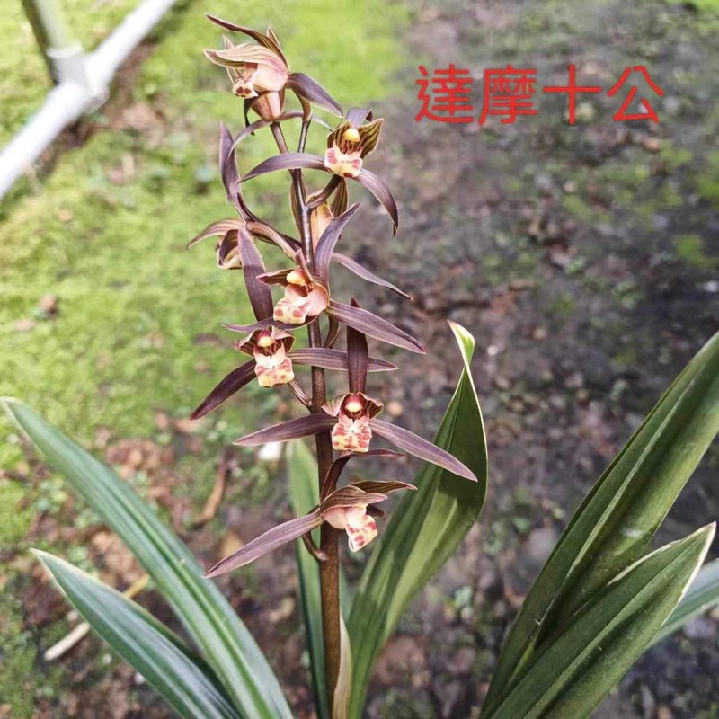 佳林蘭園 國蘭 報歲蘭 【達摩爪藝】